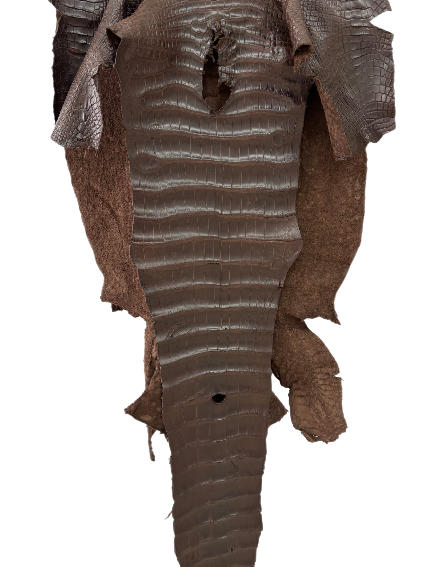 46 cm Grade 2/3 Chocolate Matte Wild American Alligator Leather - Tag: LA12-0011183