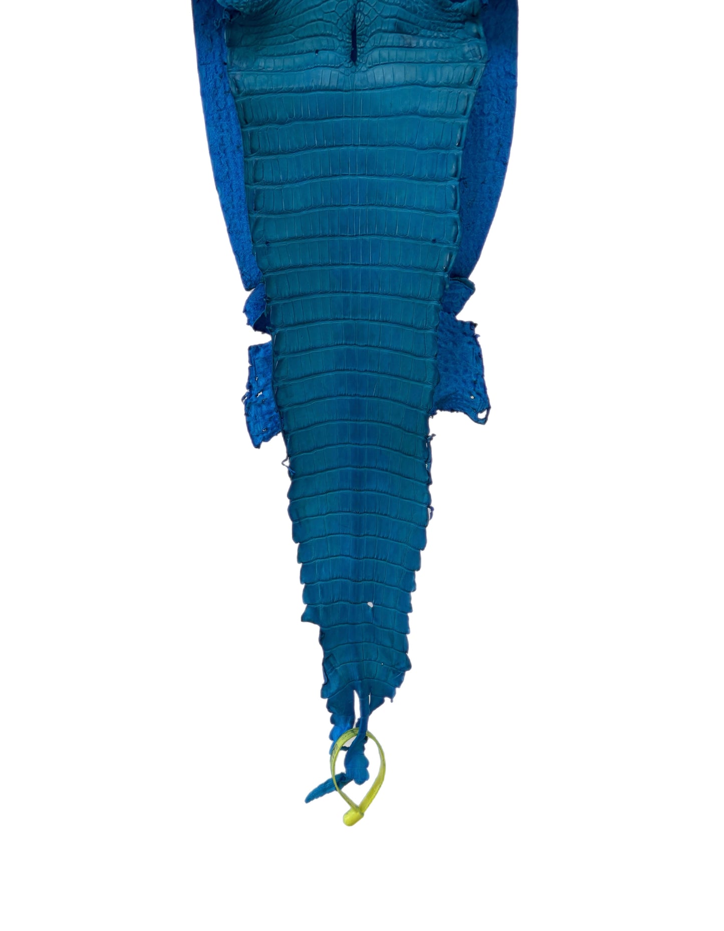 22 cm Grade 3/4 Ultramarine Matte Farm-Raised American Alligator Leather - Tag: FL22-0030294