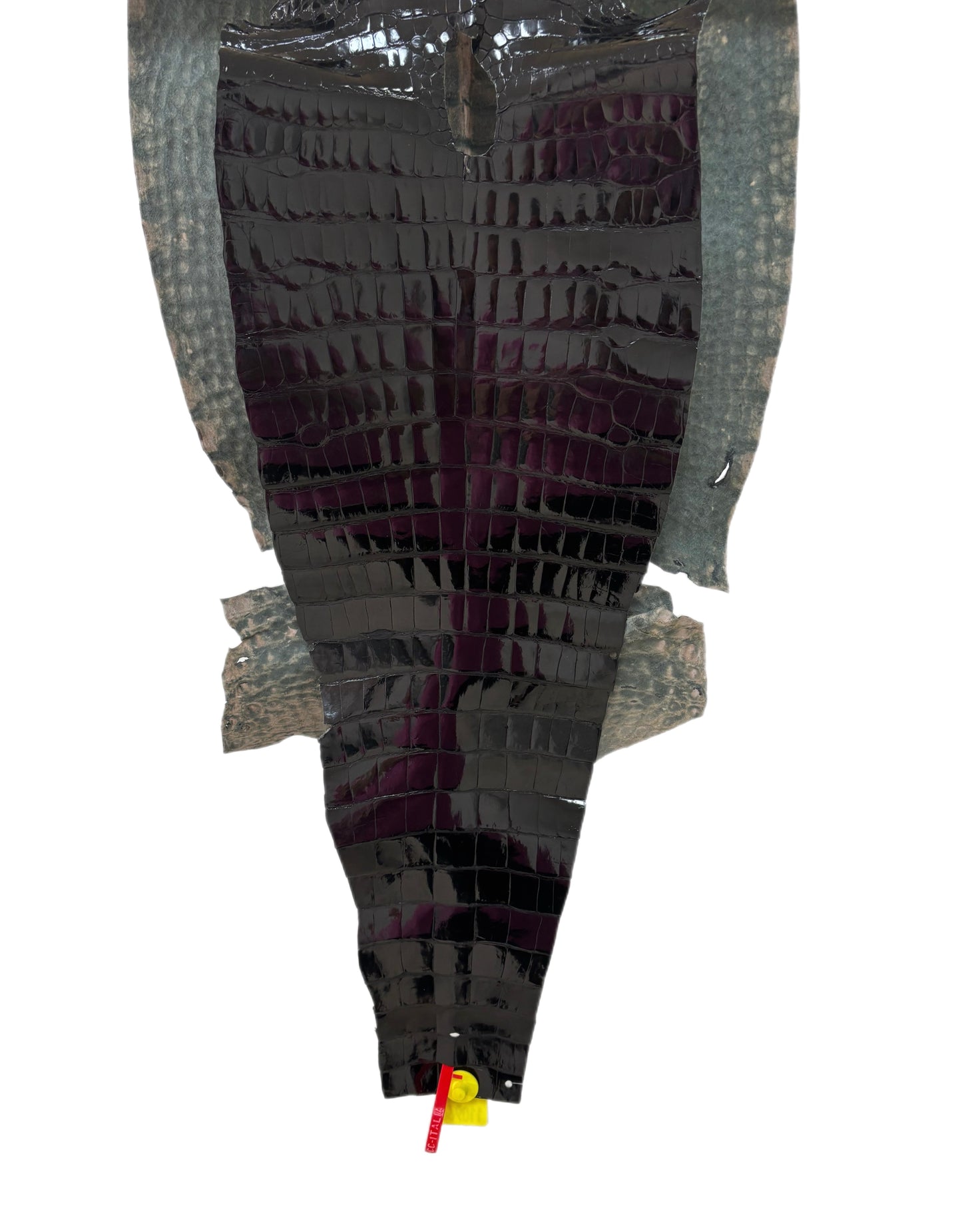 46 cm Grade 4/5 Black Glazed Wild American Alligator Leather - Tag: ITCC-0539895