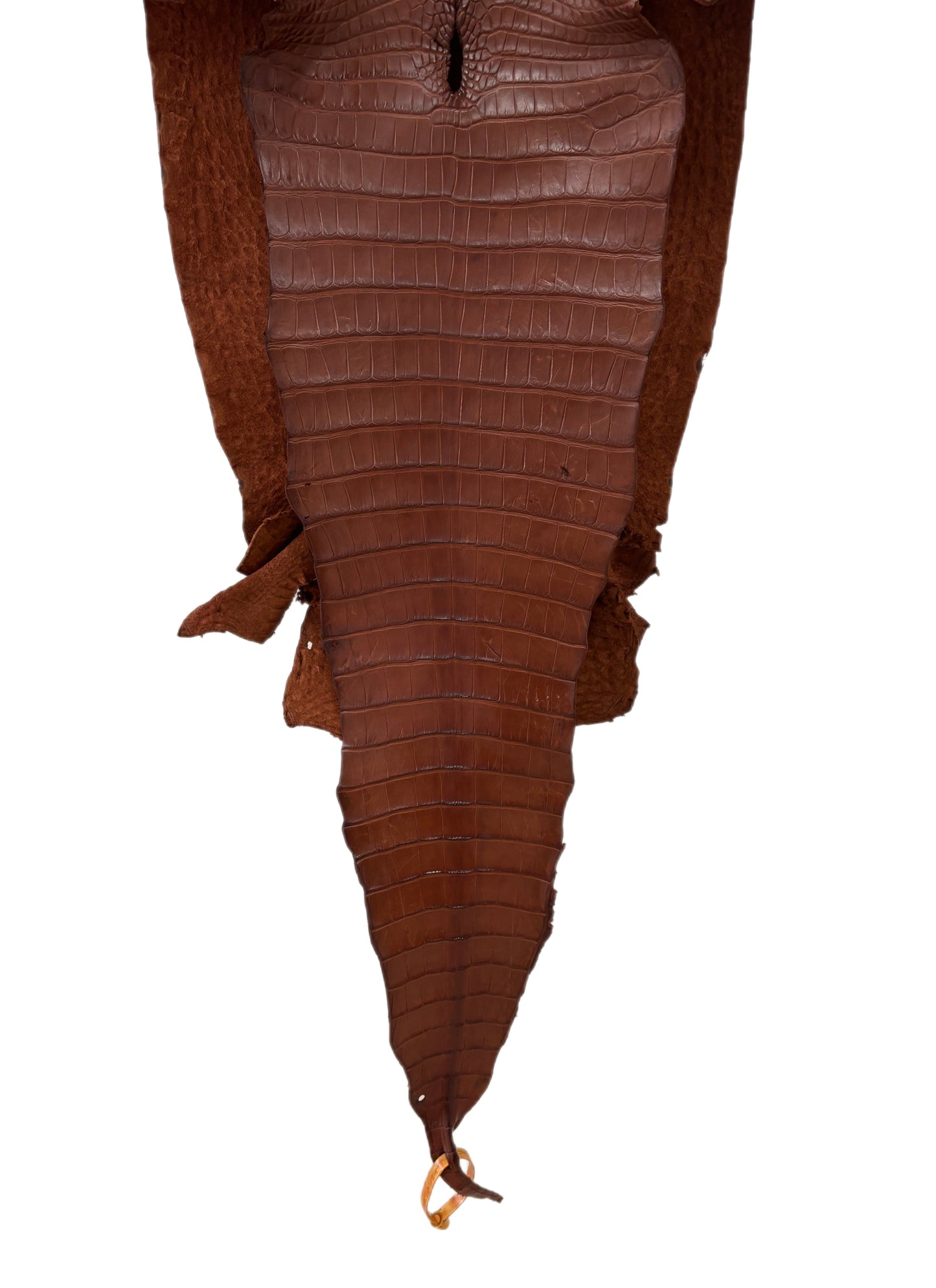 35 cm Grade 3/4 Rodeo Matte Farm-Raised American Alligator Leather - Tag: FL17-0035997