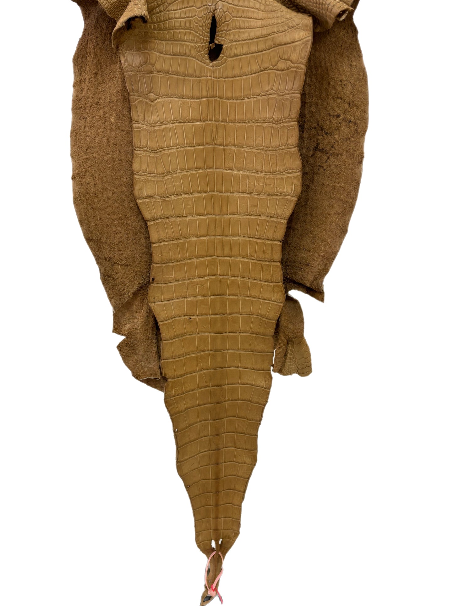 45 cm Grade 2/3 Antique Saddle Matte Wild American Alligator Leather - Tag: LA18-0037555