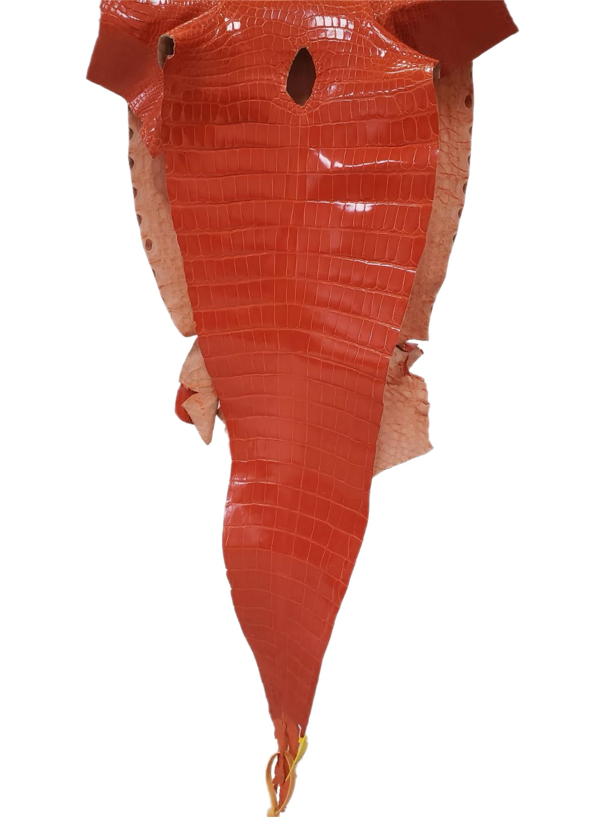 35 cm Grade 1/2 Mandarina Glazed Farm-Raised American Alligator Leather - Tag: GA13-0020501
