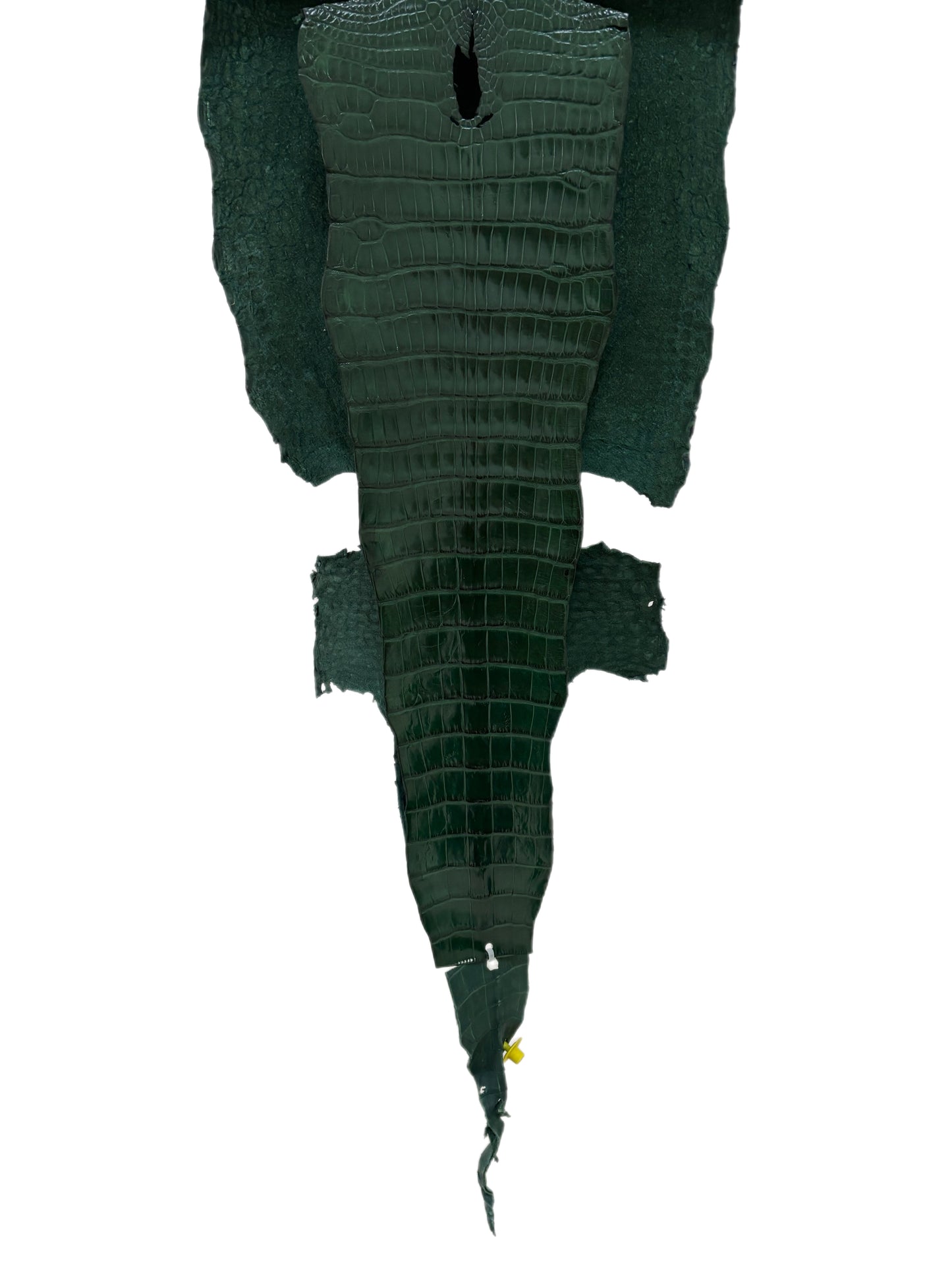 35 cm Grade 1/2 Forest Green Millennium Wild American Alligator Leather - Tag: LA17-0037700