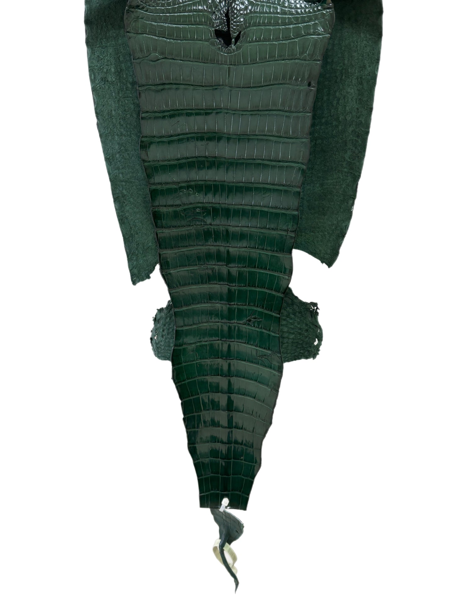 32 cm Grade 1/2 Forest Green Millennium Farm-Raised American Alligator Leather - Tag: FL17-0036513