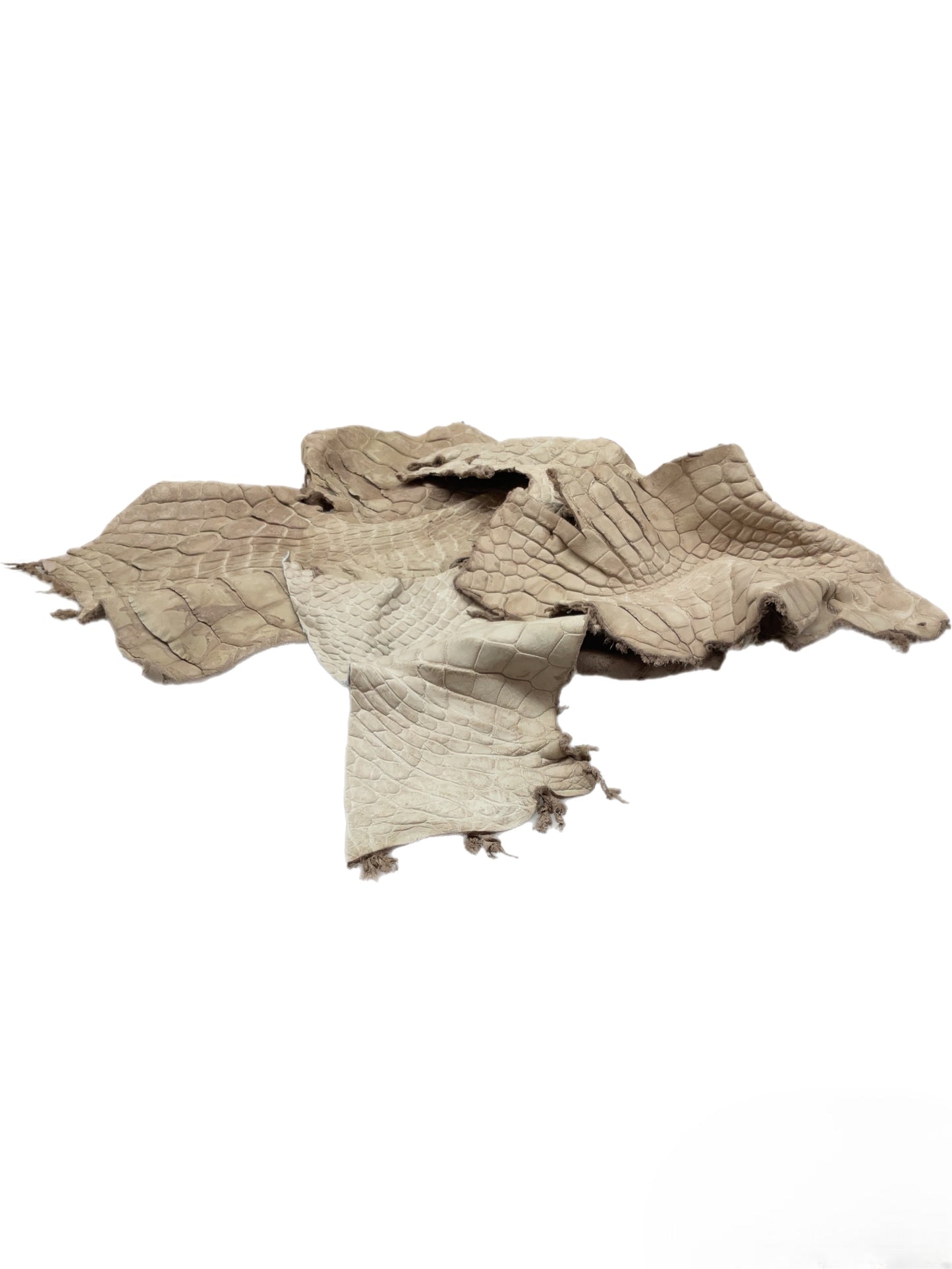 Genuine Alligator Leather Scraps Per Pound - Tan Large Size Pieces