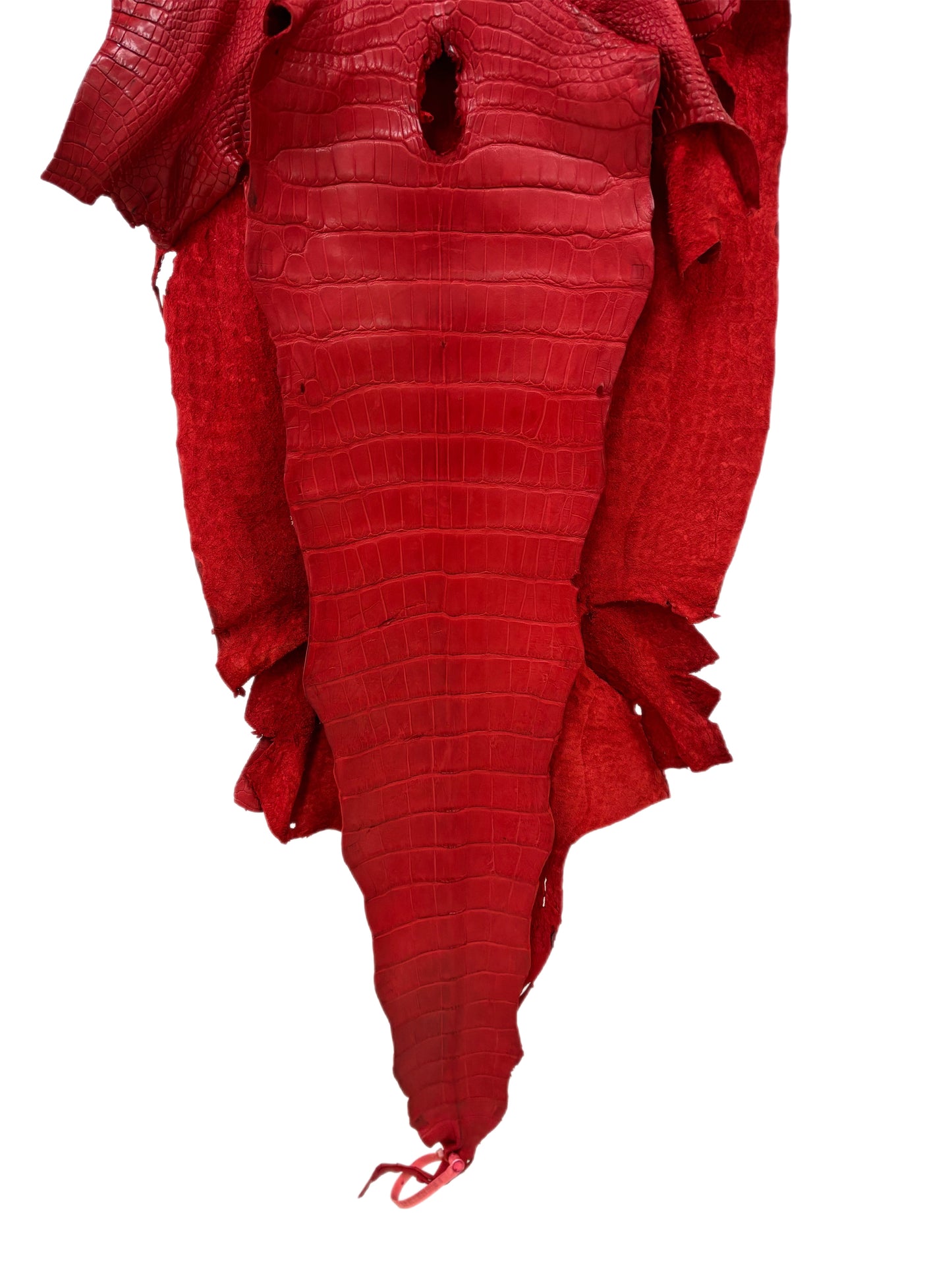 41 cm Grade 3/4 Candy Apple Red Matte Wild American Alligator Leather - Tag: LA24-0024399