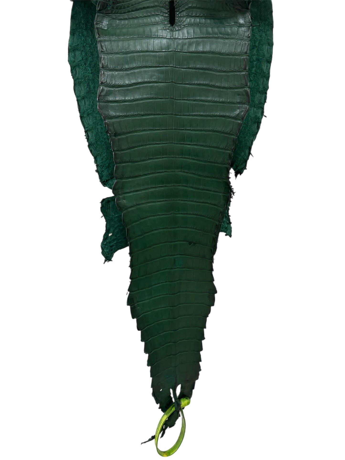 22 cm Grade 3/4 Forest Green Matte Farm Raised American Alligator Leather - Tag: FL22-0030047