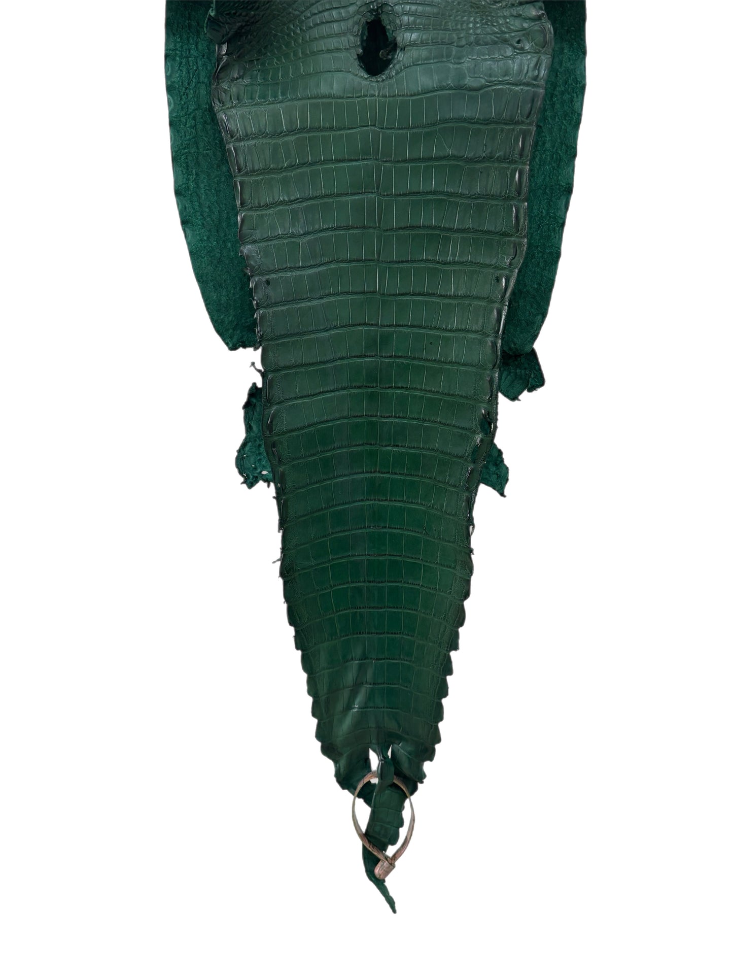 26 cm Grade 3/4 Forest Green Matte Farm Raised American Alligator Leather - Tag: FL21-0024731