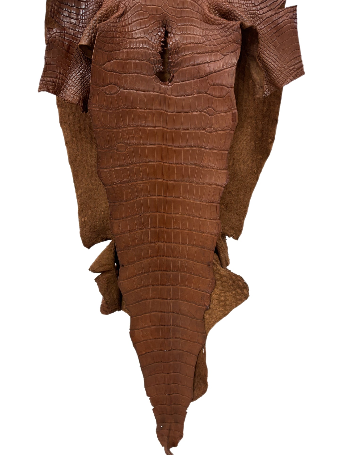 50 cm Grade 4/5 Cigar Matte Wild American Alligator Leather - Tag: LA24-0024196