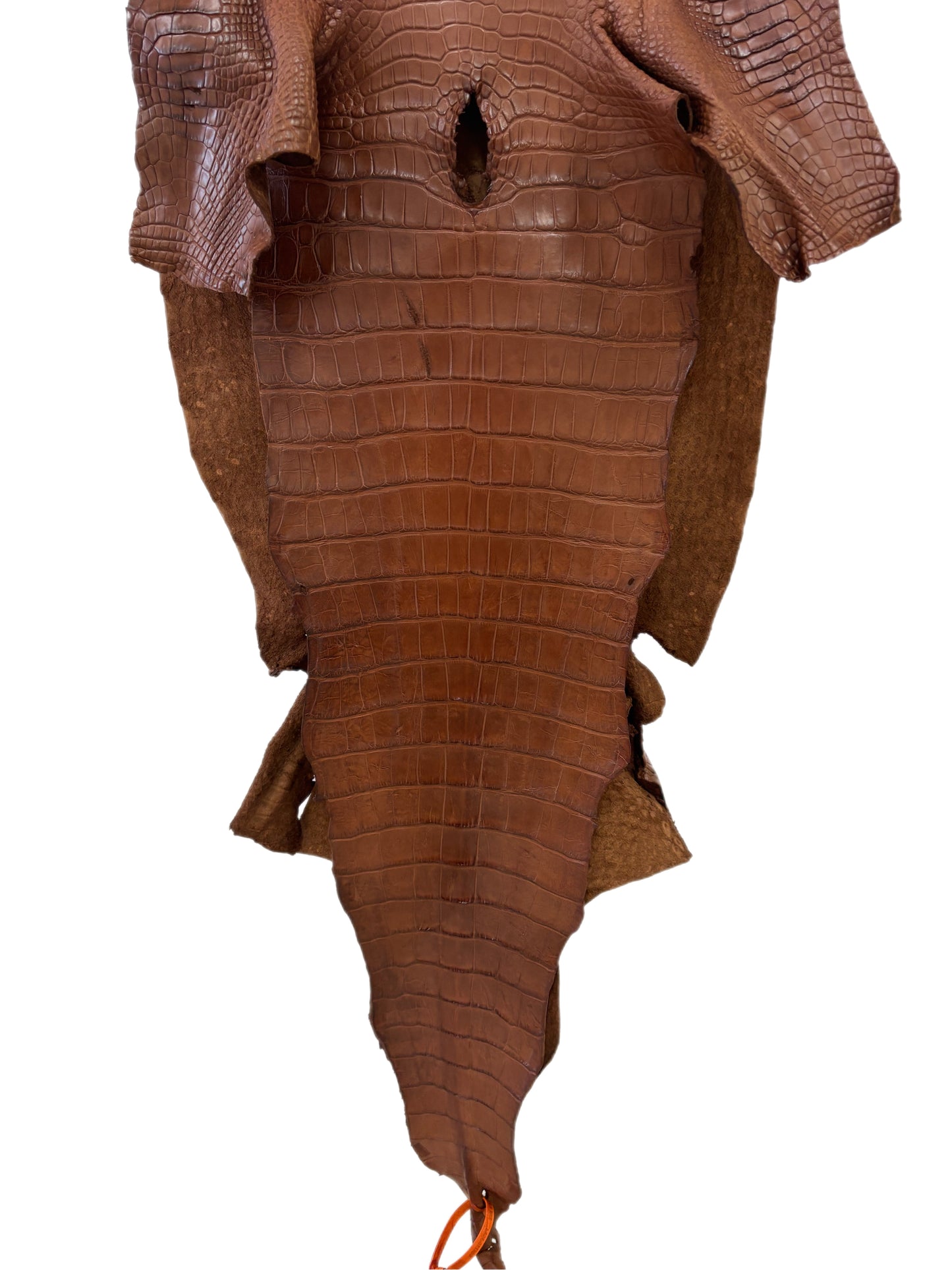 48 cm Grade 3/4 Cigar Matte Wild American Alligator Leather - Tag: LA24-0011363