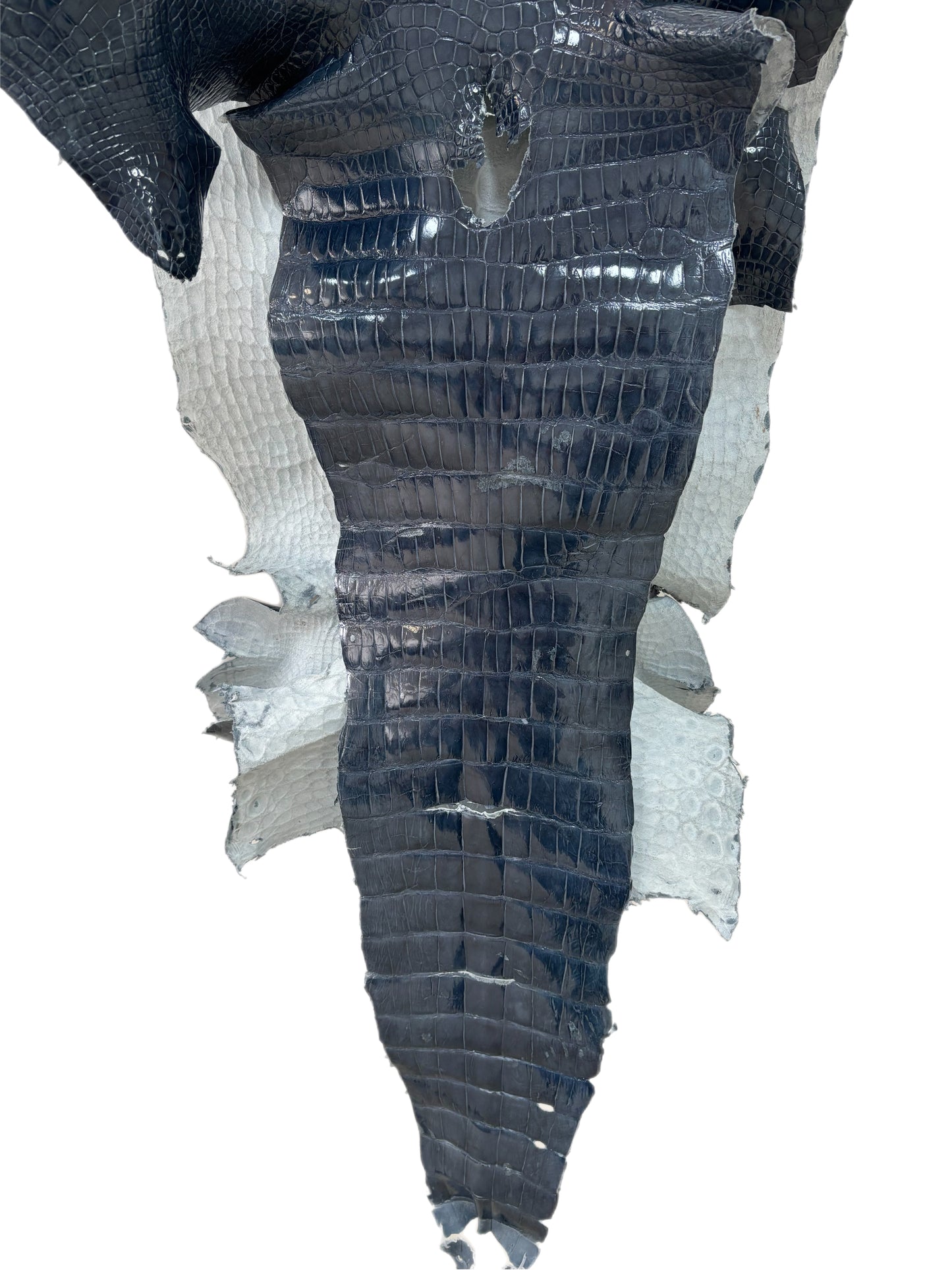 48 cm Grade 4/5 Ocean Blue Glazed Farm-Raised American Alligator Leather - Tag: LA23-0017560