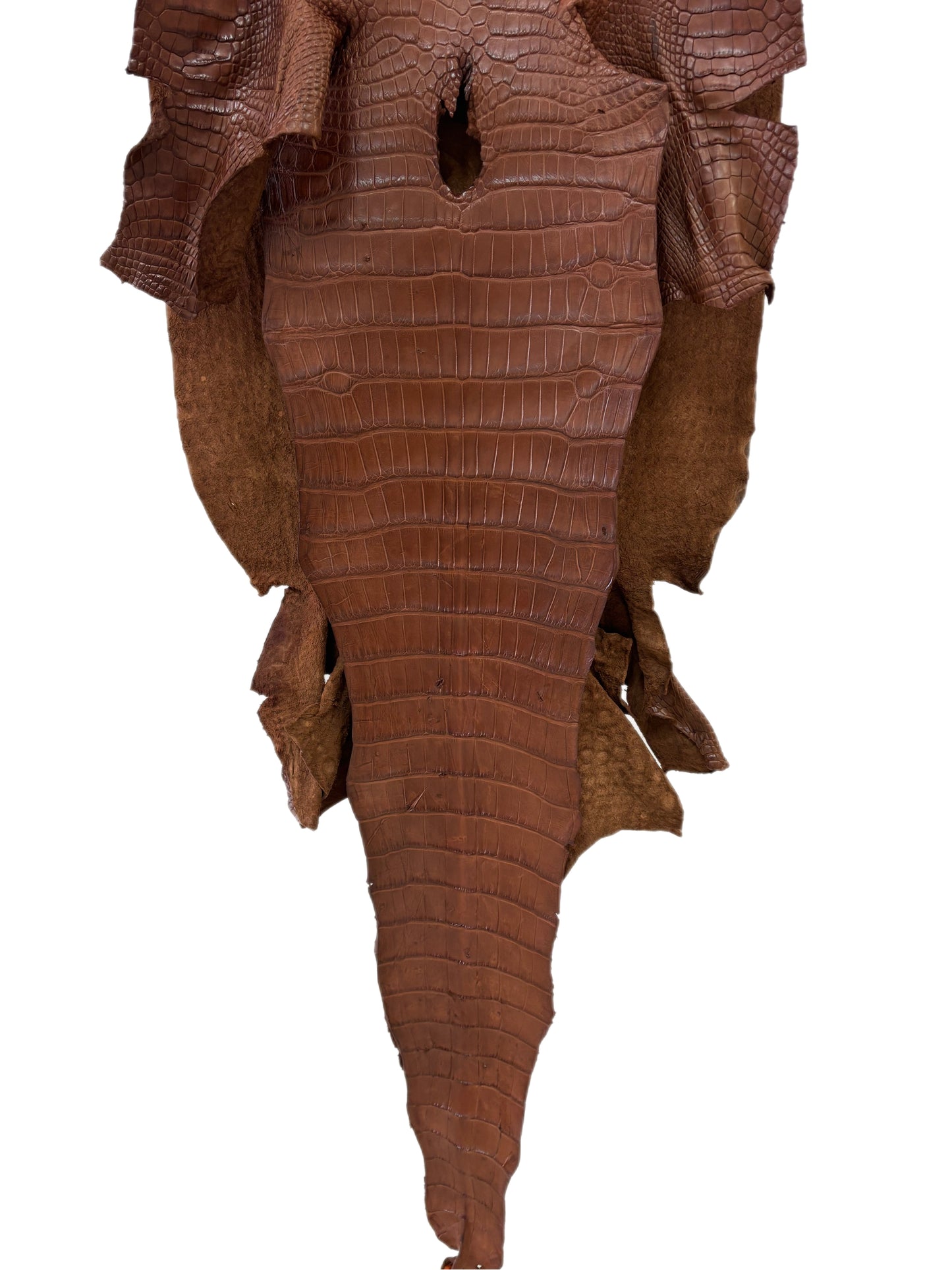 44 cm Grade 3/4 Cigar Matte Wild American Alligator Leather - Tag: LA24-0010244