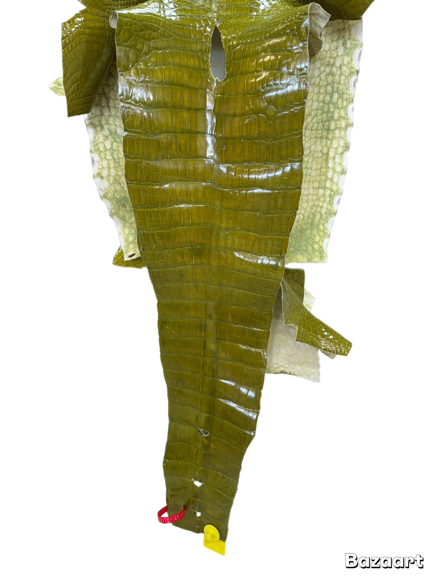 CLOSEOUT | 35 cm Grade 2/3 Muguet Glazed Wild American Alligator Leather - Tag: CCIT-0539925