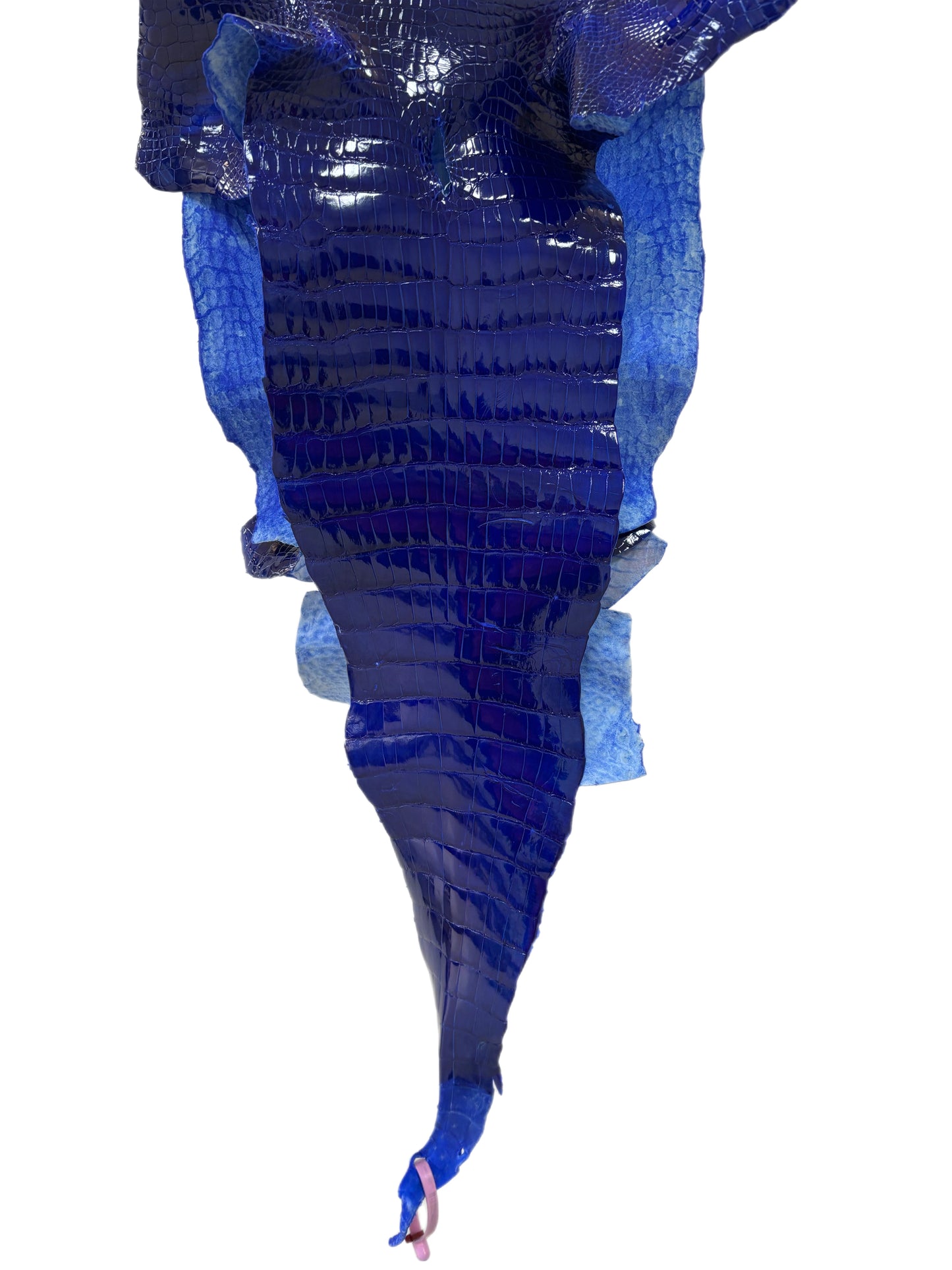 33 cm Grade 2/3 Electric Blue Glazed Wild American Alligator Leather - Tag: MS22-0001789