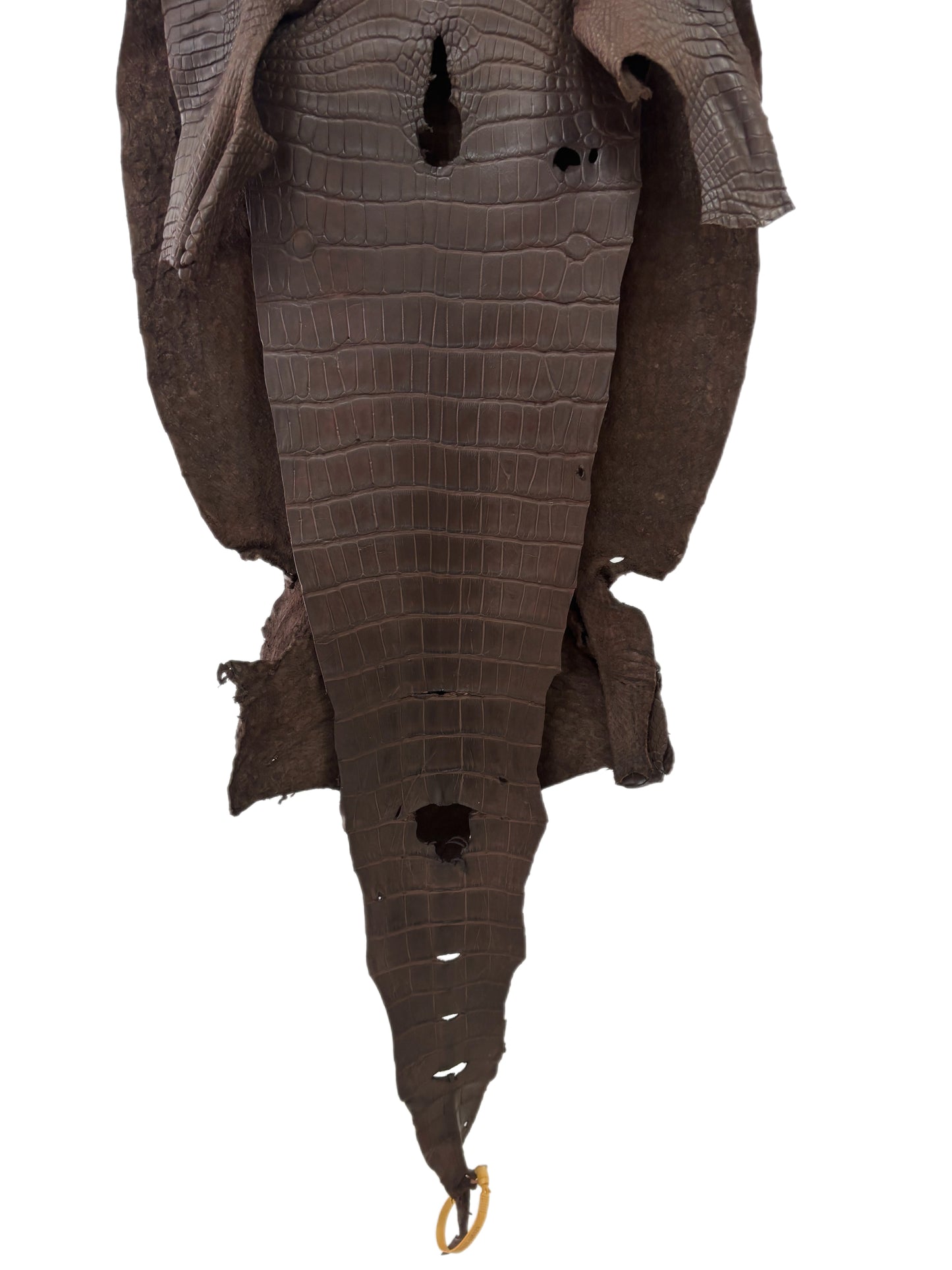 40 cm Grade 3/4 Chocolate Matte Wild American Alligator Leather - Tag: LA23-0005529