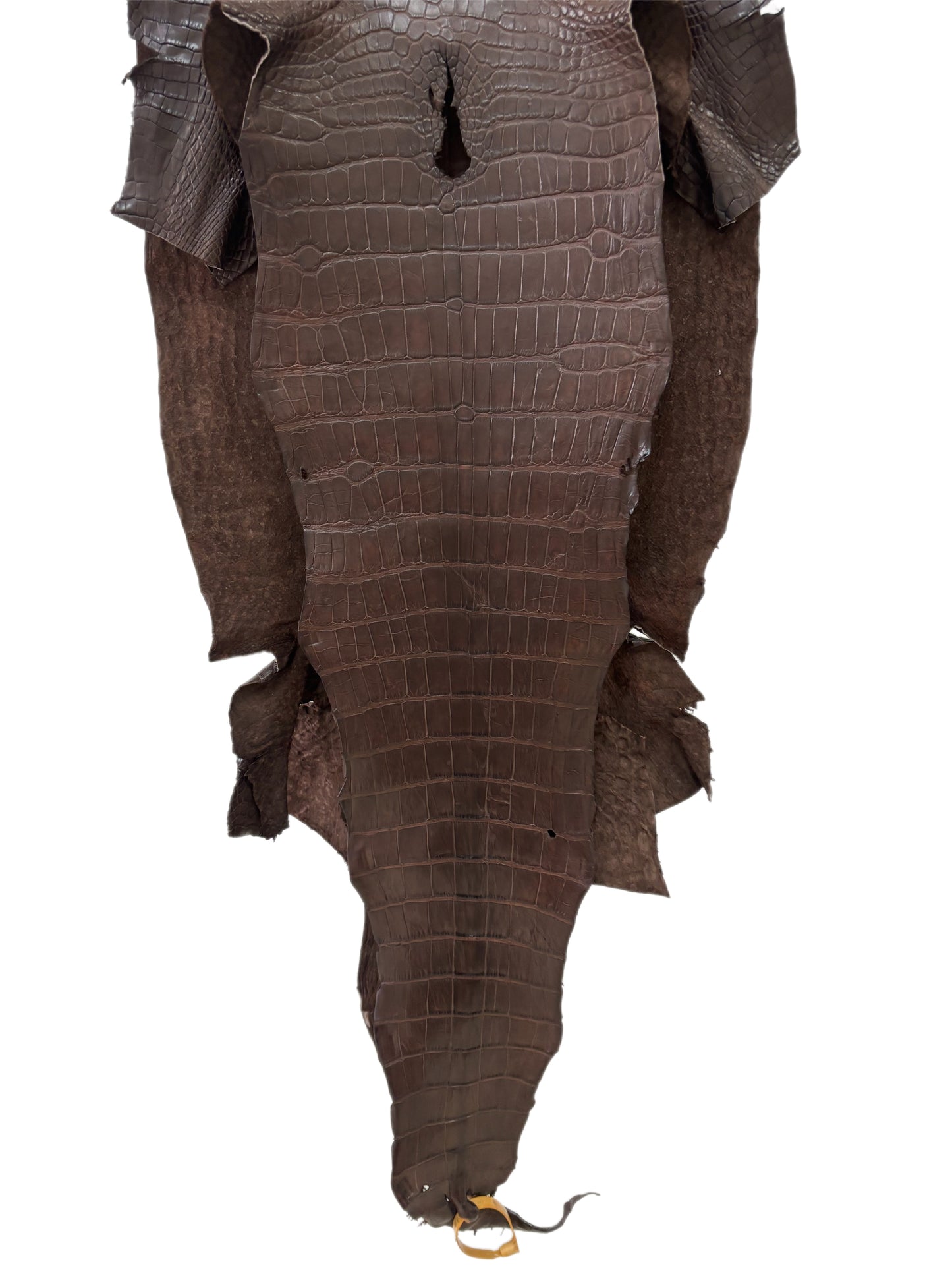 40 cm Grade 3/4 Chocolate Matte Wild American Alligator Leather - Tag: LA23-0039036