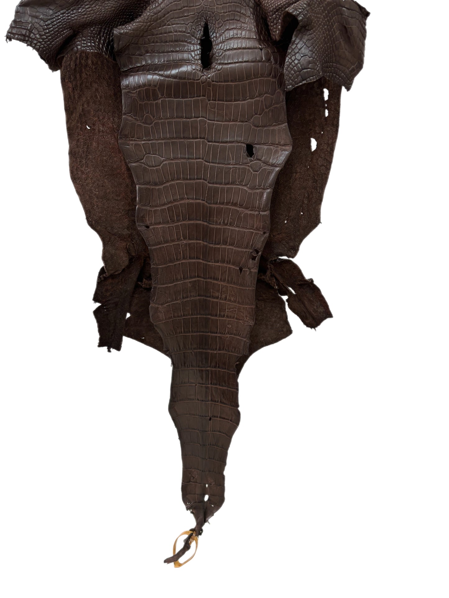 39 cm Grade 3/4 Chocolate Matte Wild American Alligator Leather - Tag: LA23-0020981
