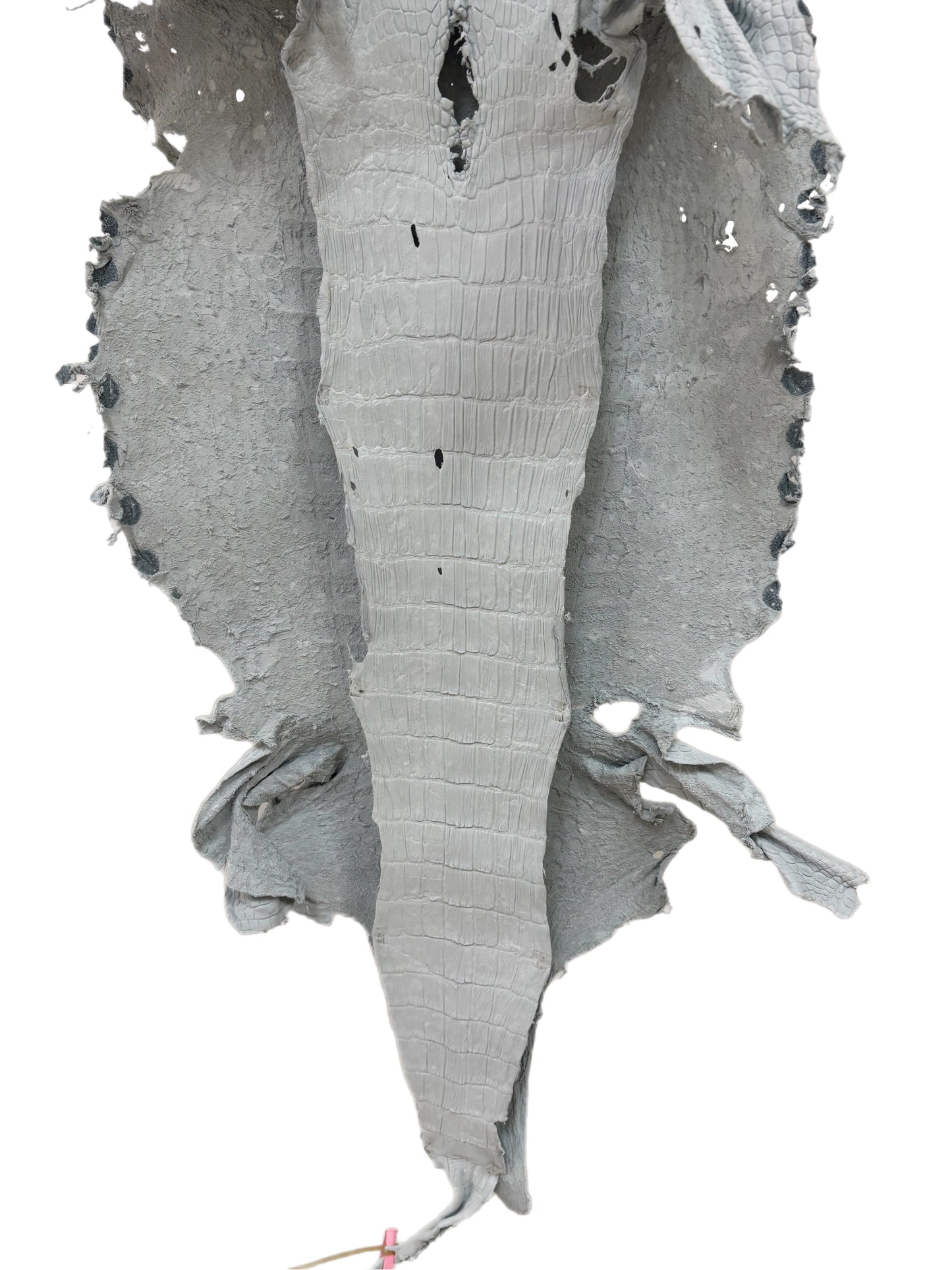 49 cm Grade 4/5 White Crust Wild American Alligator Leather - Tag: LA24-0017454