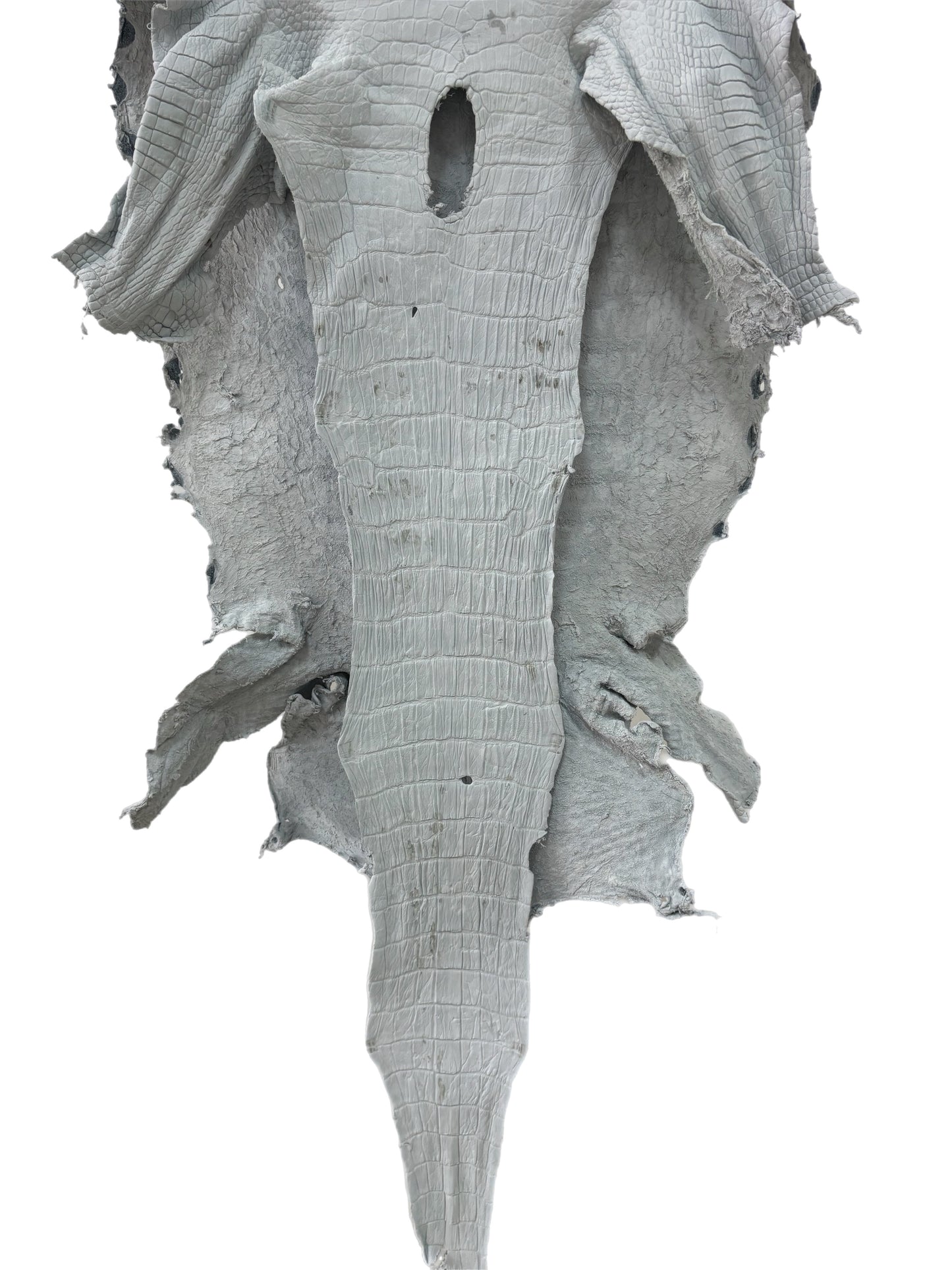 47 cm Grade 4/5 White Crust Wild American Alligator Leather - Tag: LA23-0018251