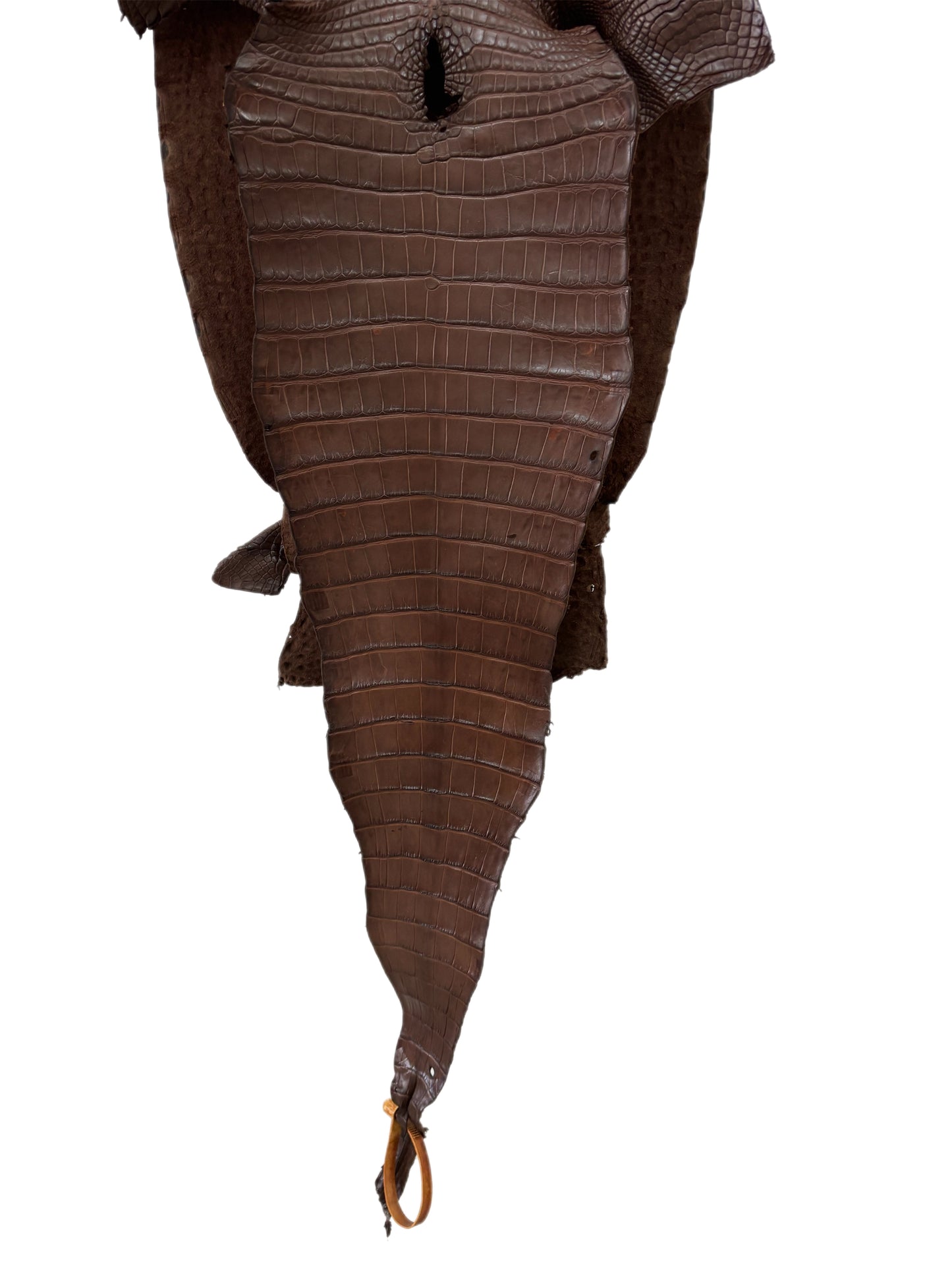 31 cm Grade 1/2 Chocolate Matte Farm-Raised American Alligator Leather - Tag: FL17-0036369