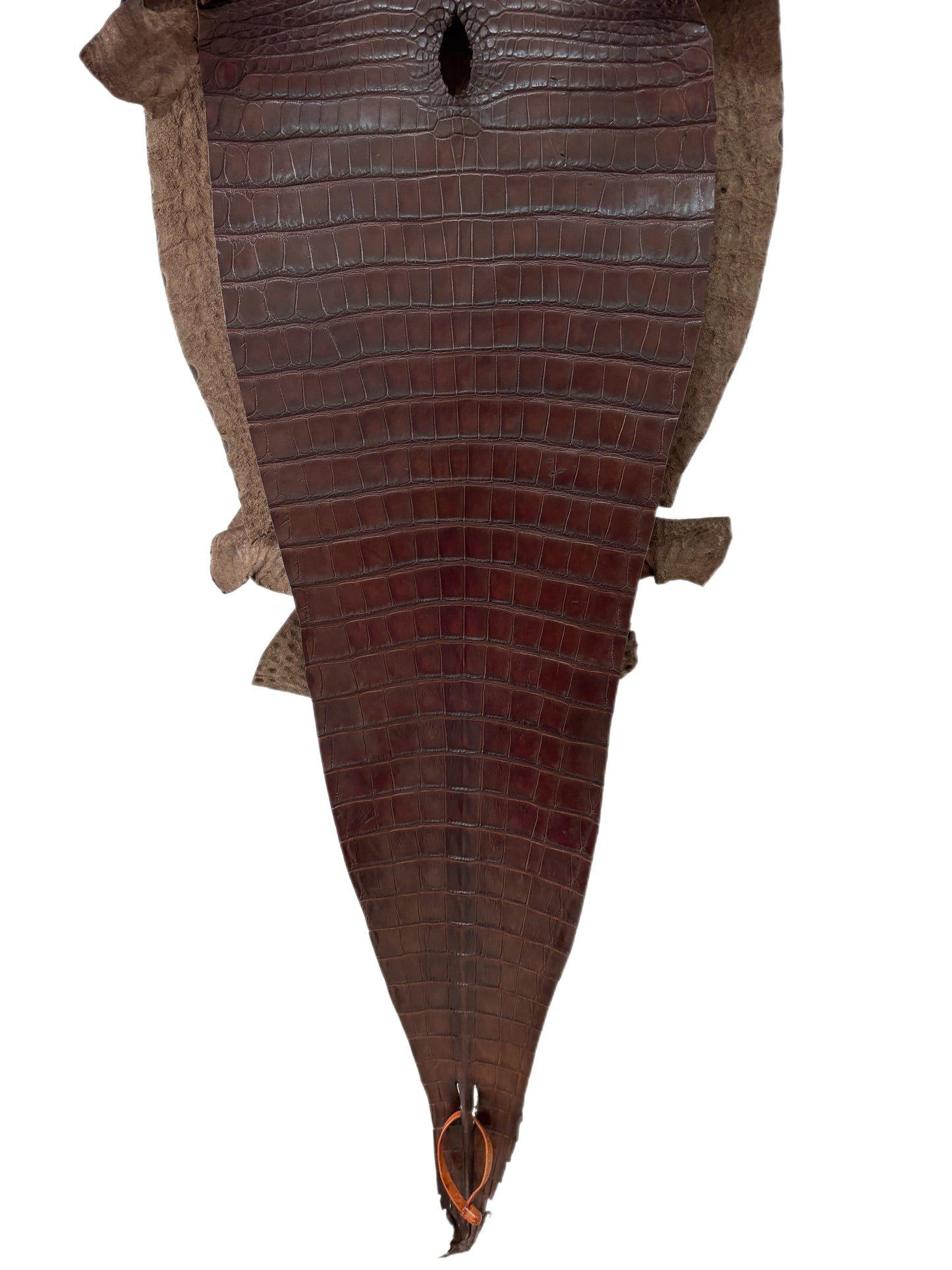 41 cm Grade 1/2 Chocolate Matte Farm-Raised American Alligator Leather - Tag: FL17-0038516