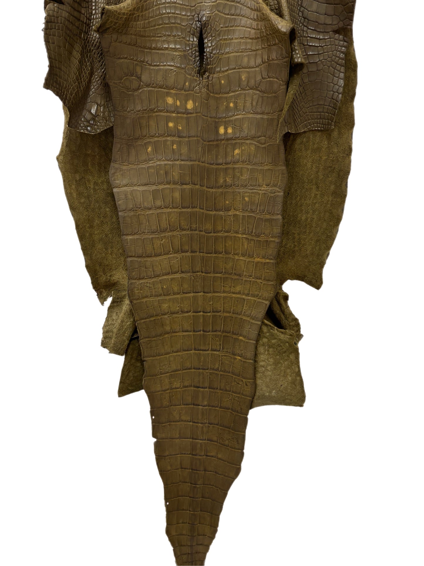 55 cm Grade 4/5 Loden Matte Wild American Alligator Leather - Tag: LA16-0032991