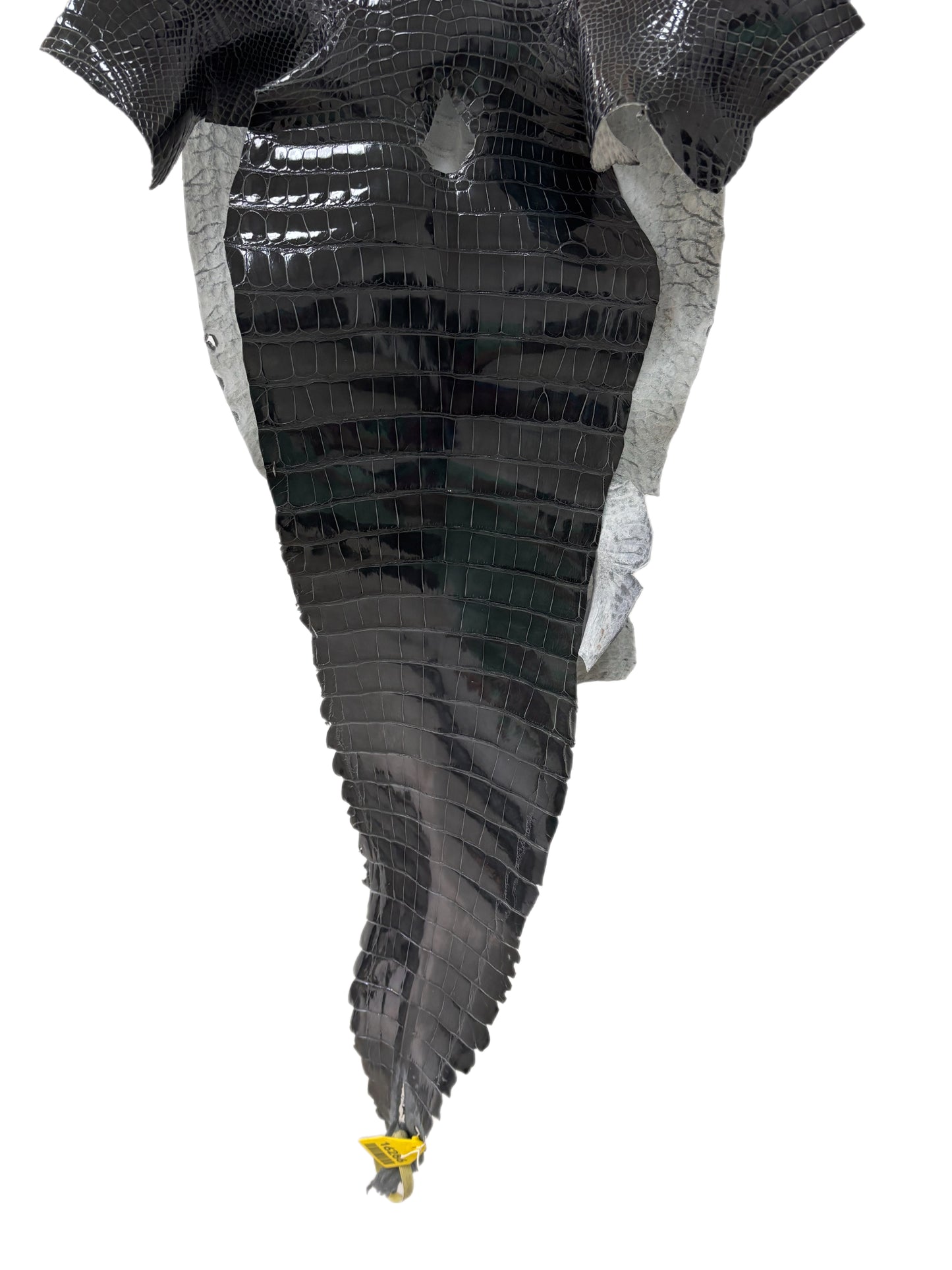 35 cm Grade 1/2 Grey Glazed Farm-Raised American Alligator Leather - Tag: GA13-0021430