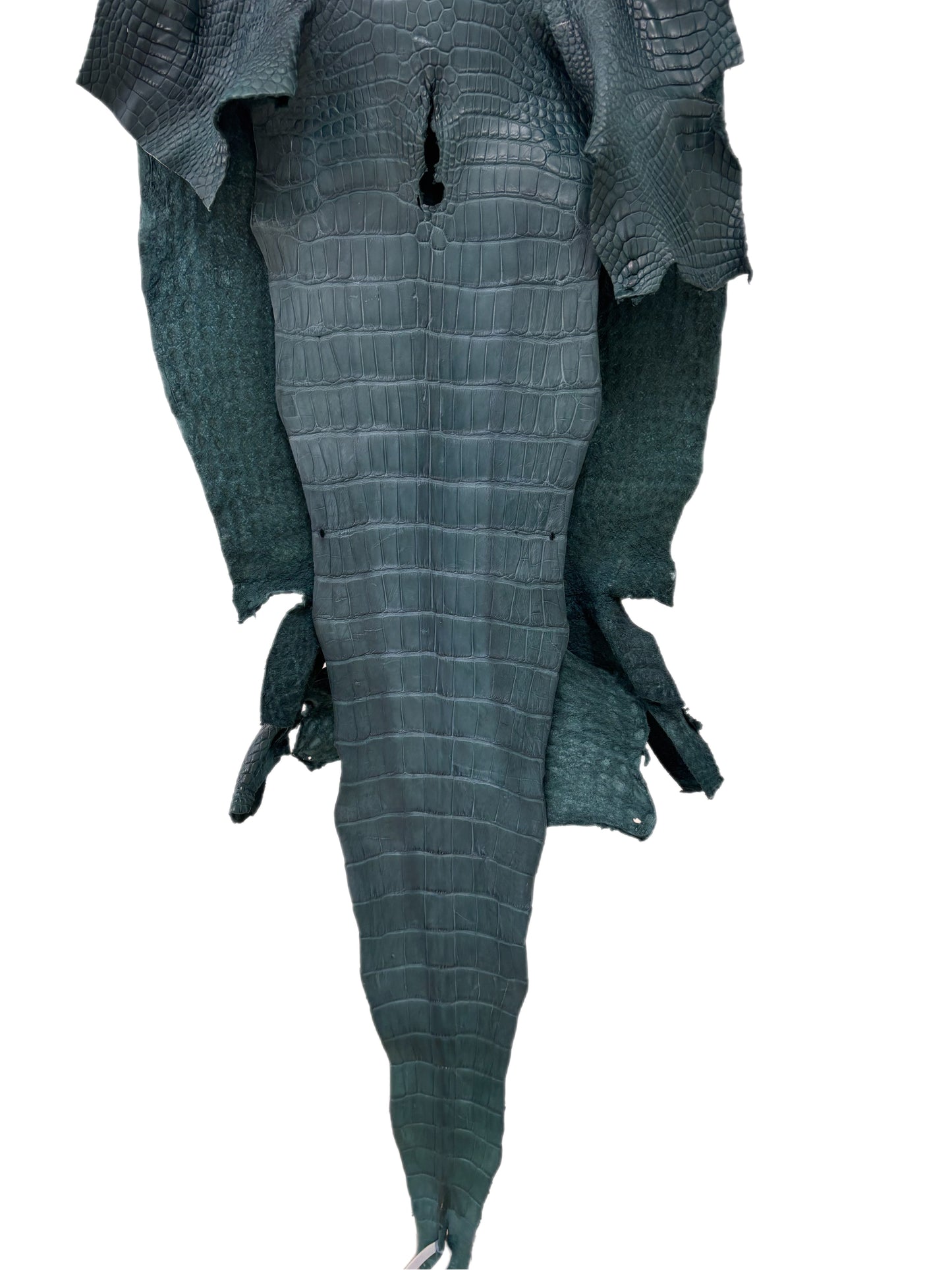 46 cm Grade 2/3 Teal Matte Wild American Alligator Leather - Tag: LA23-0024035