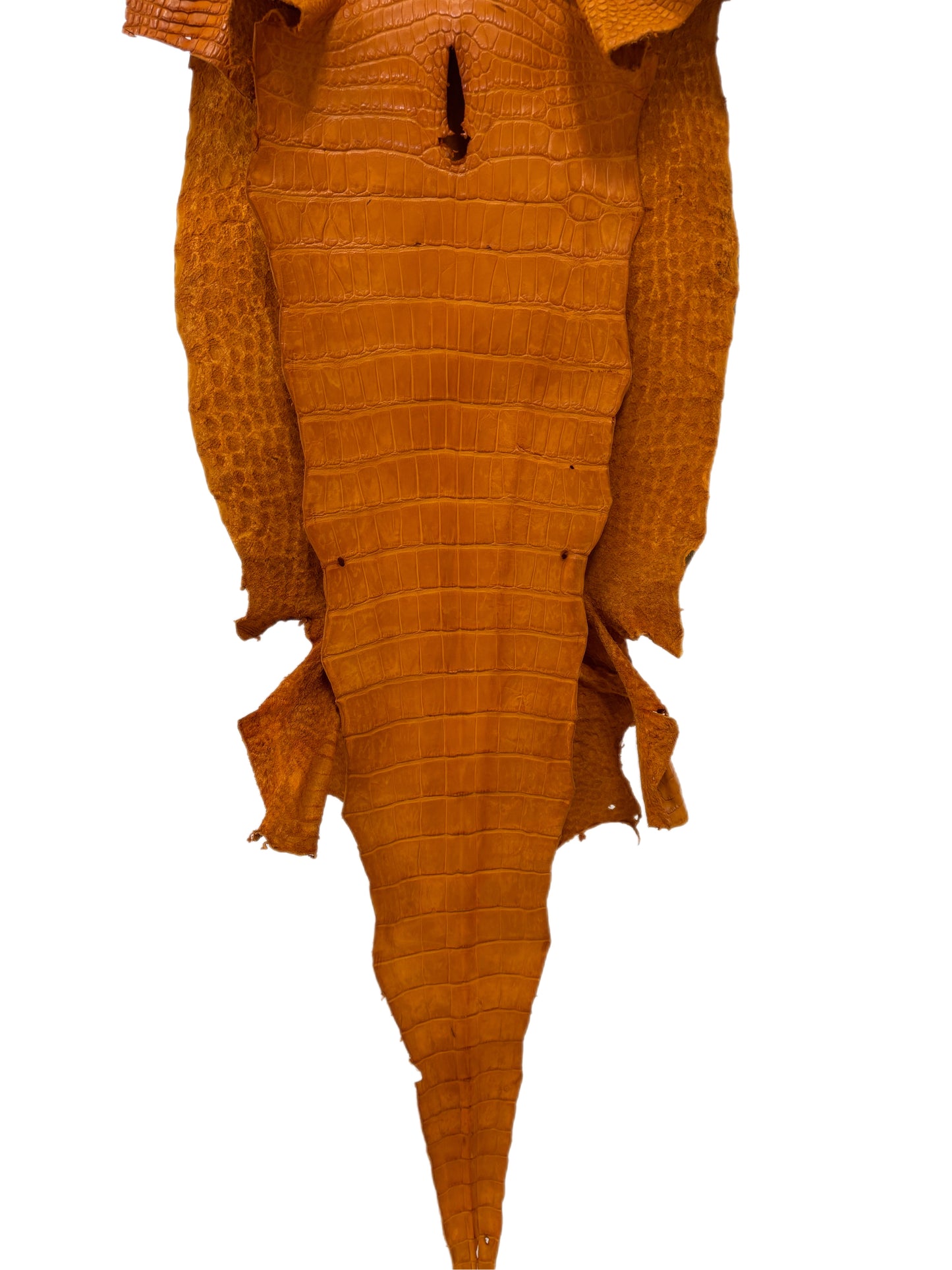 38 cm Grade 2/3 Buttercup Matte Wild American Alligator Leather - Tag: LA23-0030772