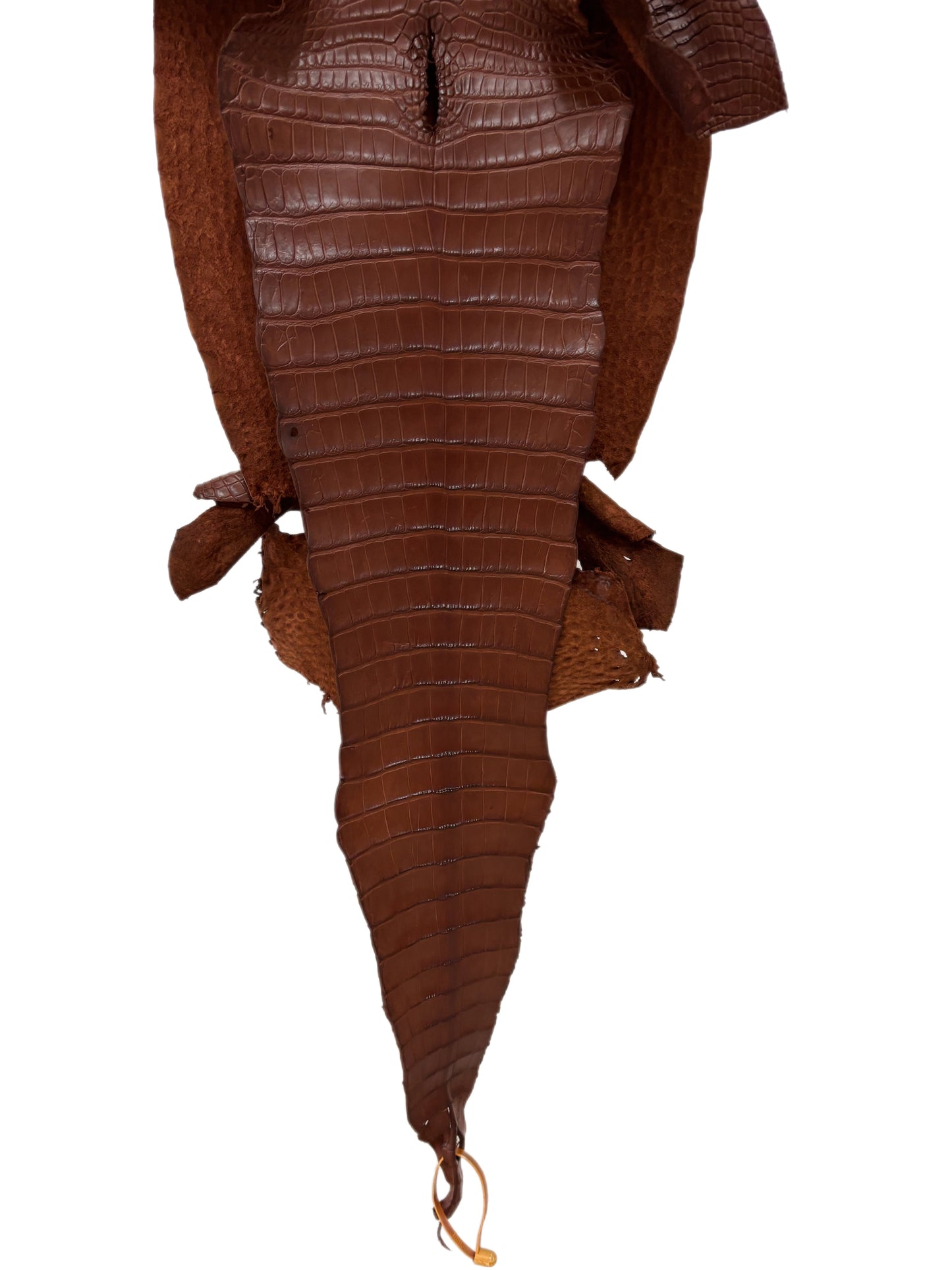 31 cm Grade 1/2 Rodeo Matte Farm-Raised American Alligator Leather - Tag: FL17-0036690
