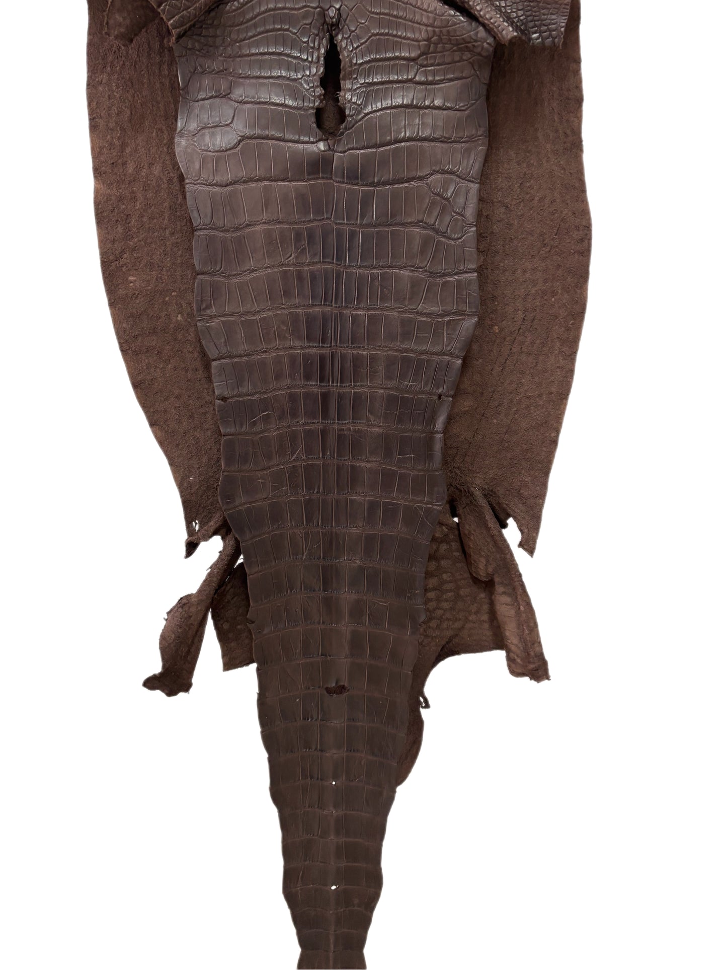 48 cm Grade 3/4 Dark Chocolate Matte Wild American Alligator Leather - Tag: LA23-0030899