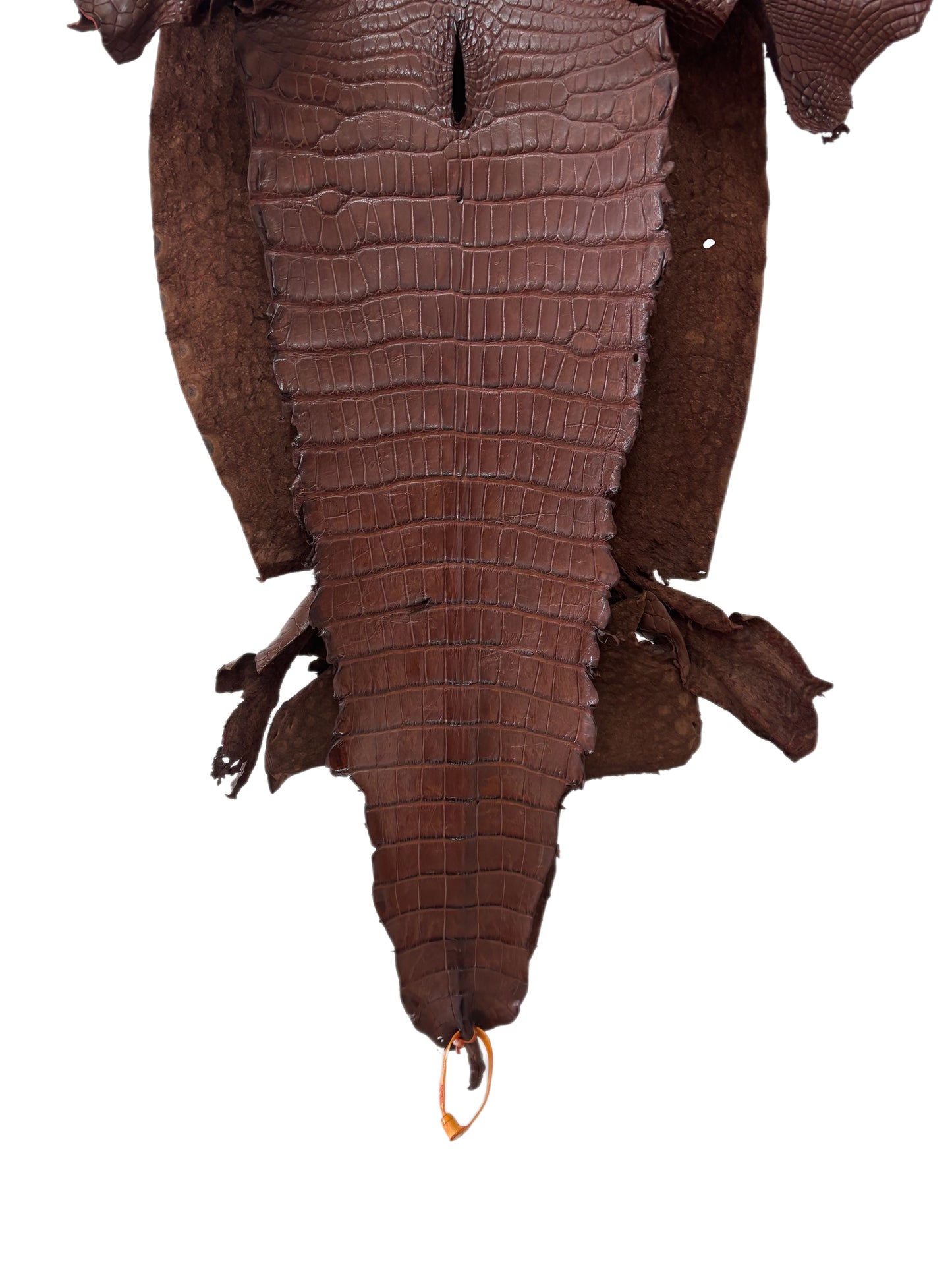 39 cm Grade 4/5 Chesnut Matte Wild American Alligator Leather - Tag: LA23-0049706