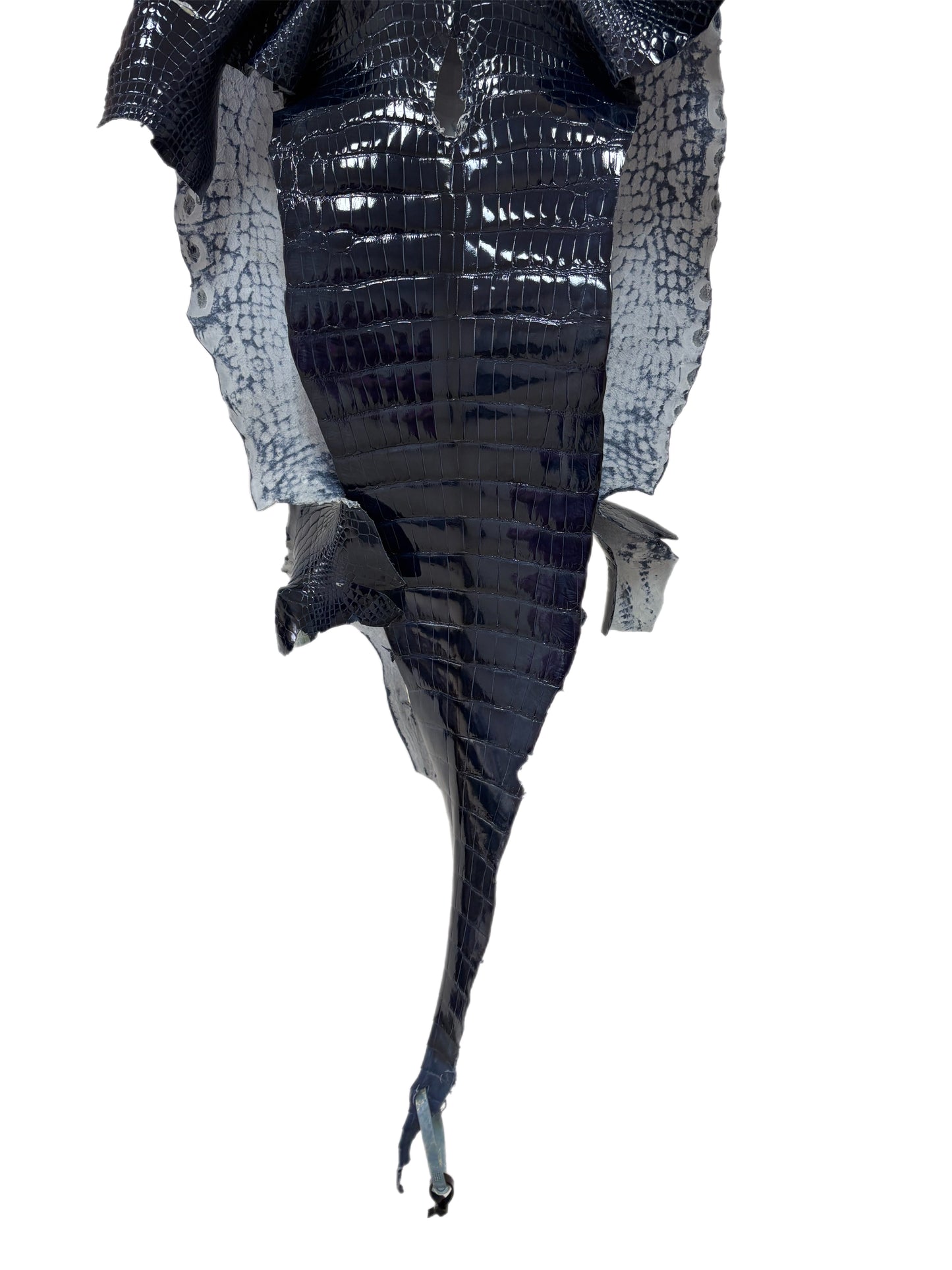 33 cm Grade 1/2 Navy Blue Glazed Wild American Alligator Leather - Tag: LA16-0037952