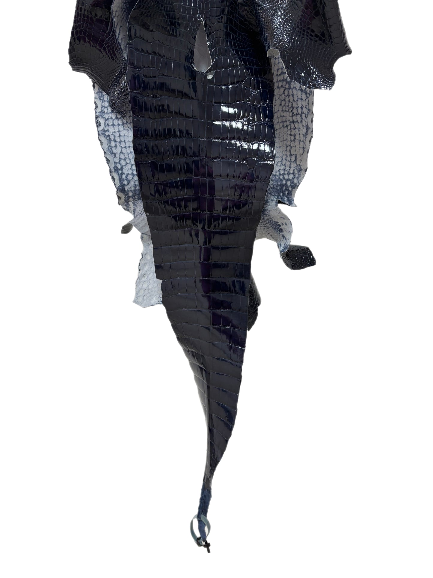32 cm Grade 1 Navy Blue Glazed Wild American Alligator Leather - Tag: LA16-0038654