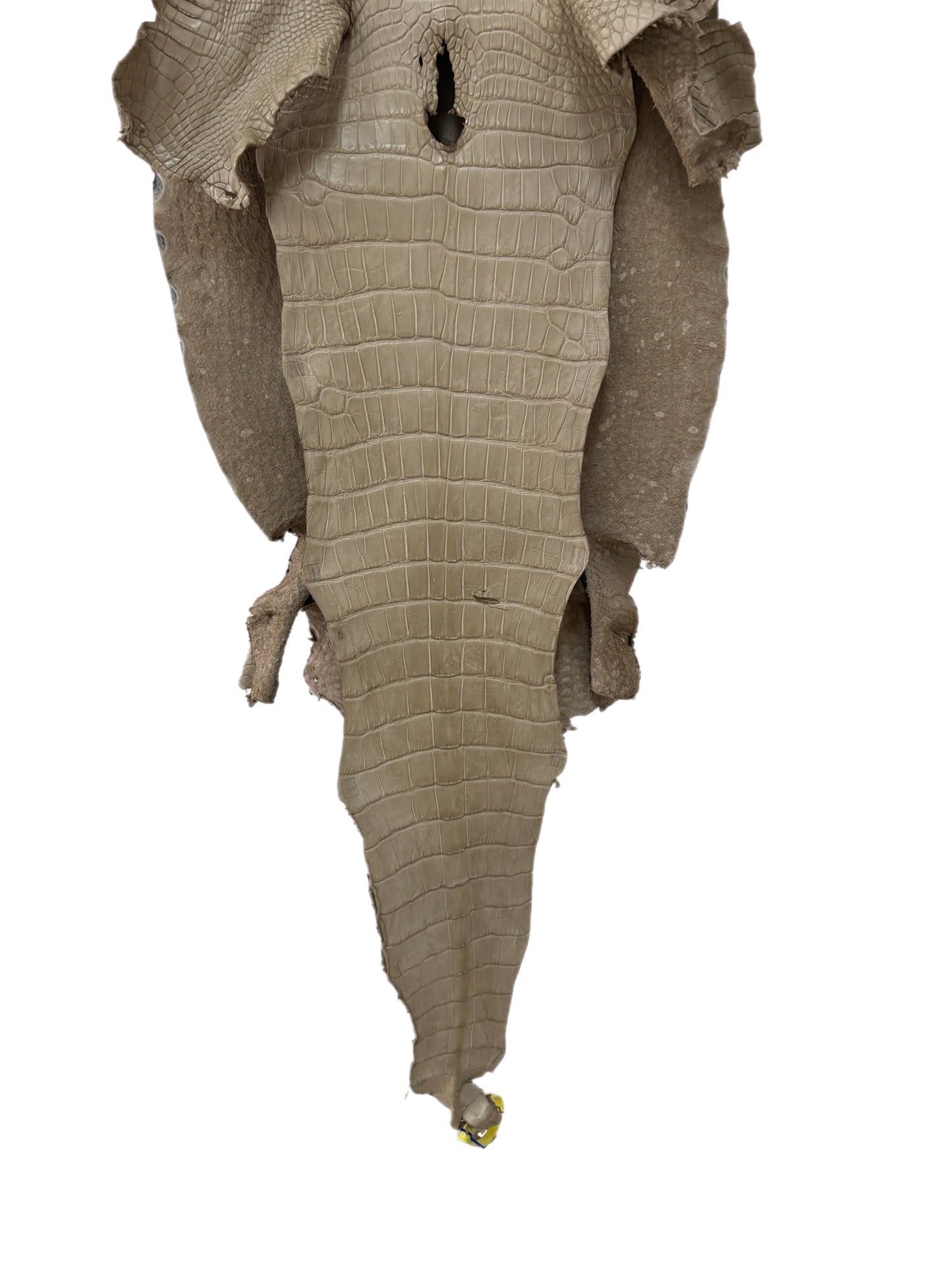 43 cm Grade 3/4 Oatmeal Matte Wild American Alligator Leather - Tag: LA25-0009826