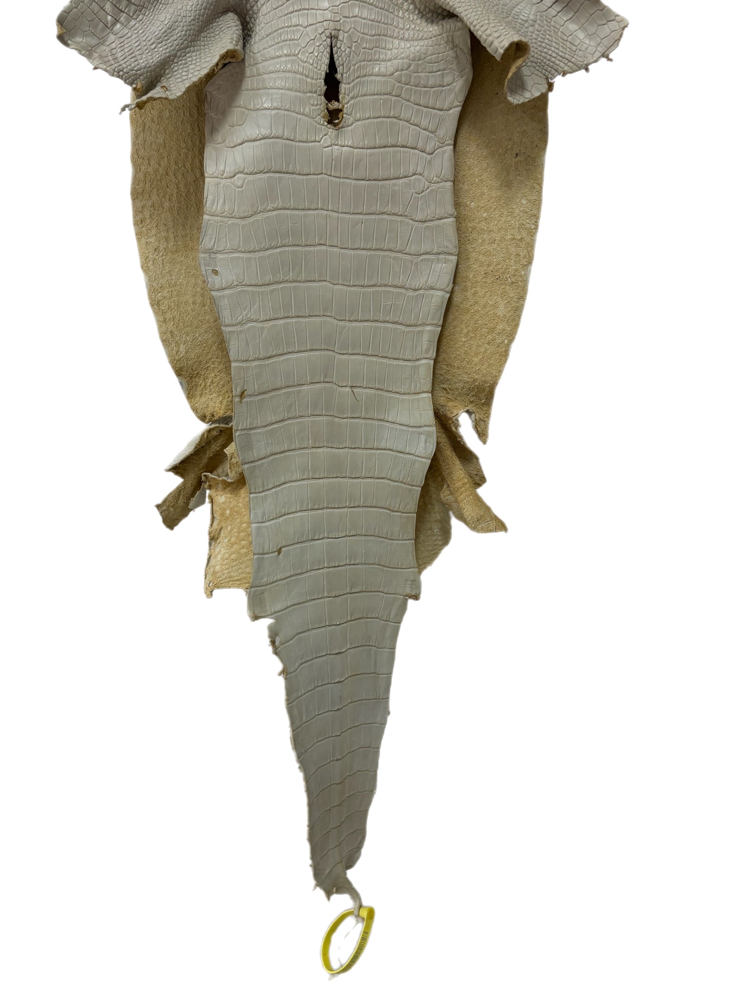 36 cm Grade 1/2 Dune Matte Wild American Alligator Leather - Tag: LA25-0009815