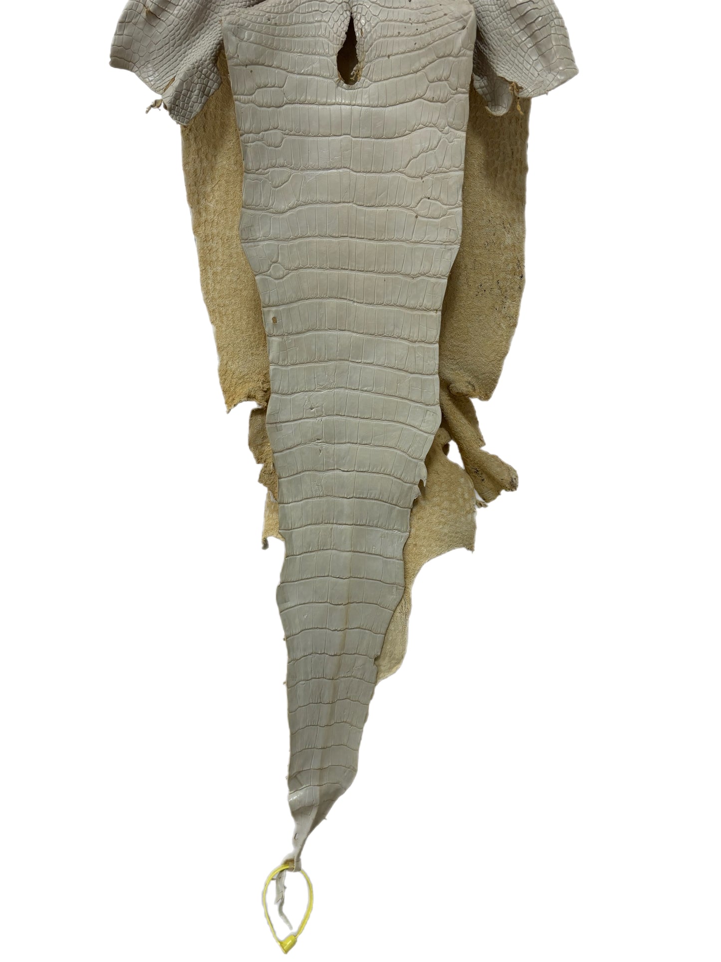 31 cm Grade 3/4 Dune Matte Wild American Alligator Leather - Tag: LA25-0006898