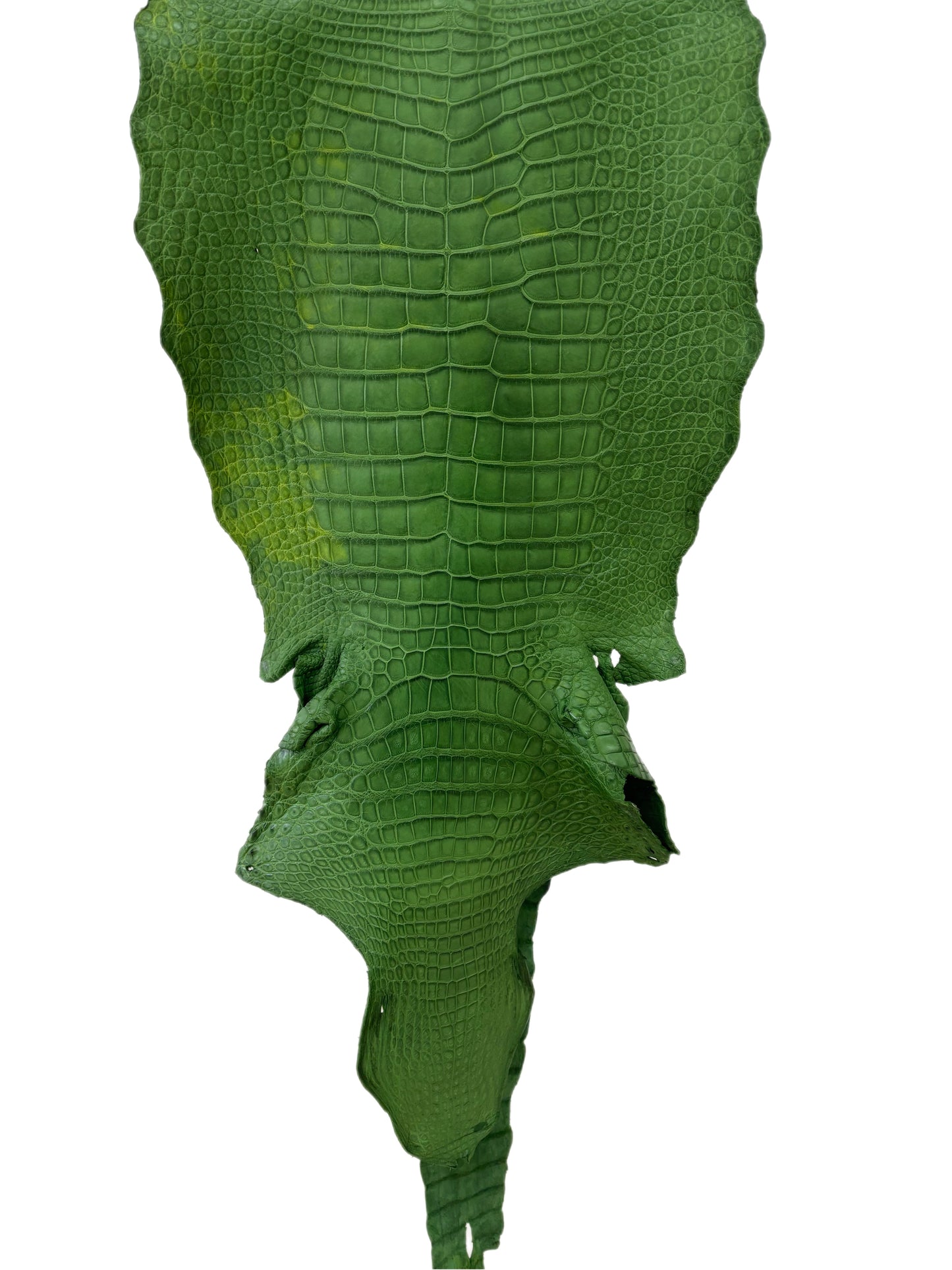 39 cm Grade 3/4 Jungle Green Matte Wild American Alligator Leather - Tag: LA23-0004425