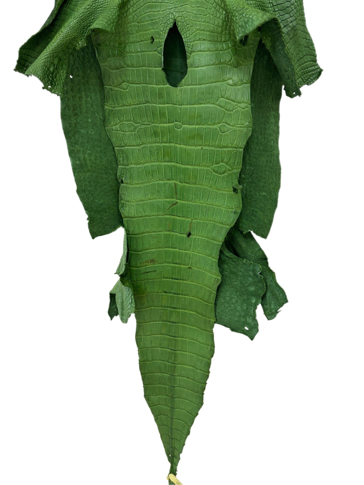 39 cm Grade 3/4 Jungle Green Matte Wild American Alligator Leather - Tag: LA23-0051850