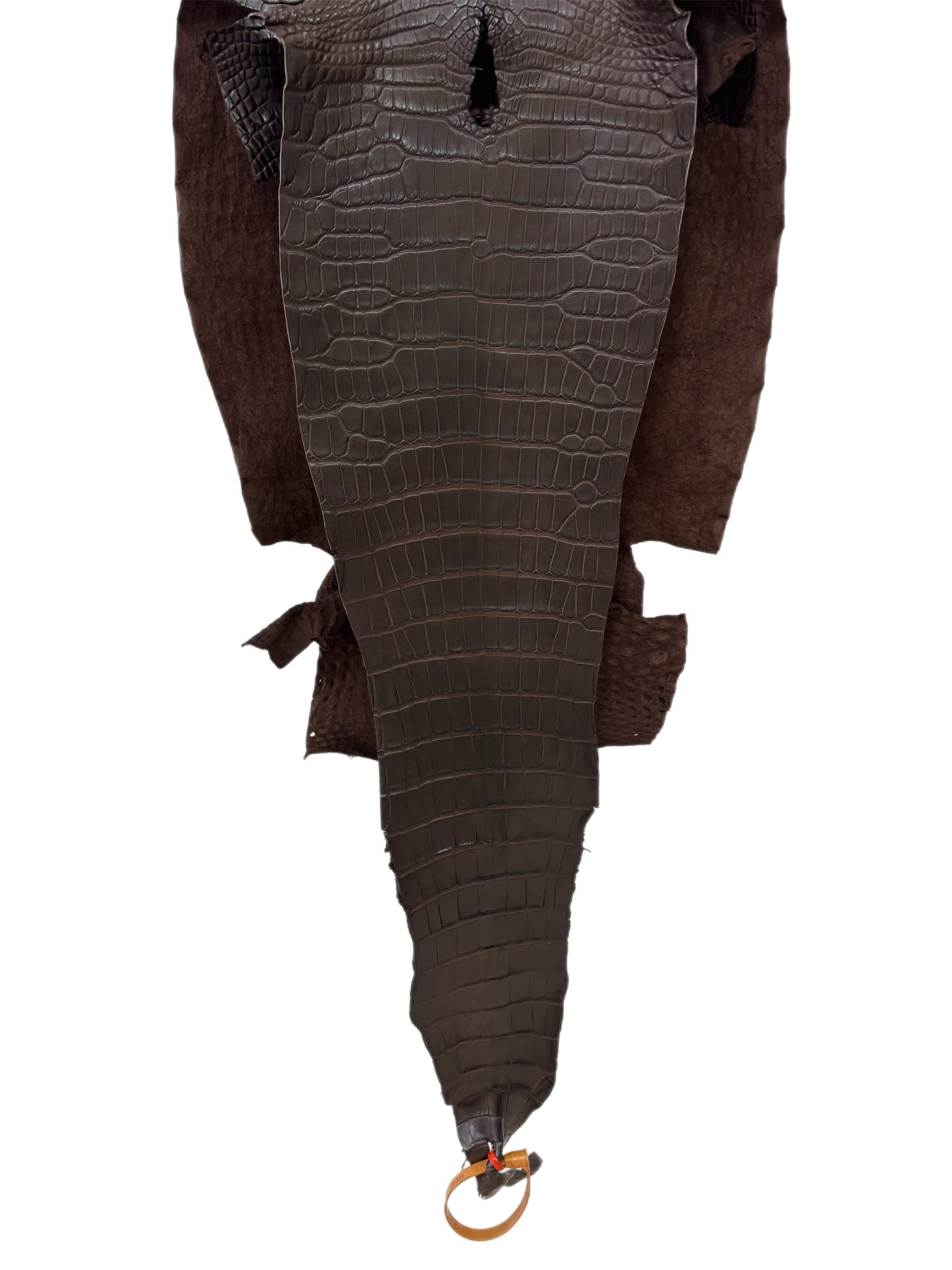 32 cm Grade 1/2 Chocolate Matte Farm-Raised American Alligator Leather - Tag: LA23-0531335