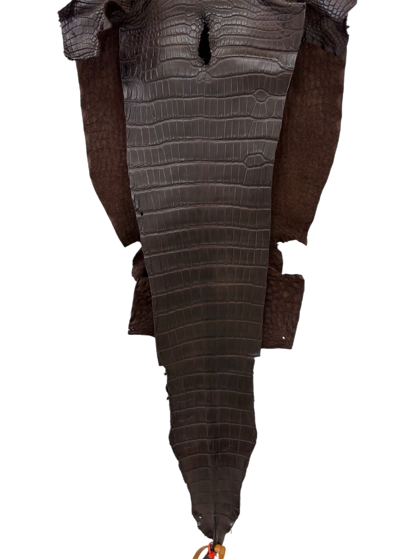 31 cm Grade 2/3 Chocolate Matte Farm-Raised American Alligator Leather - Tag: LA23-0531349