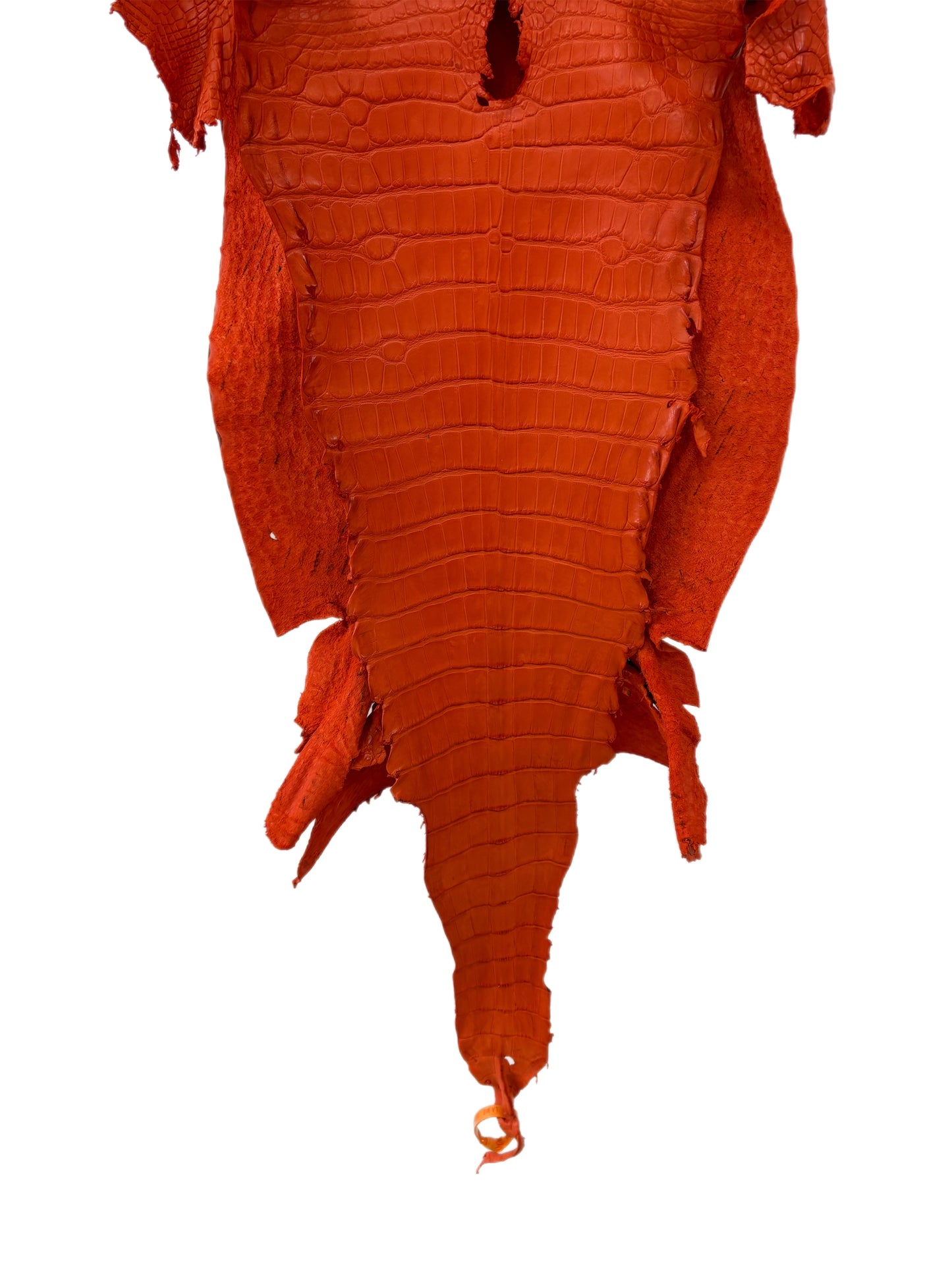 39 cm Grade 3/4 Orange Matte Wild American Alligator Leather - Tag: LA23-0022819