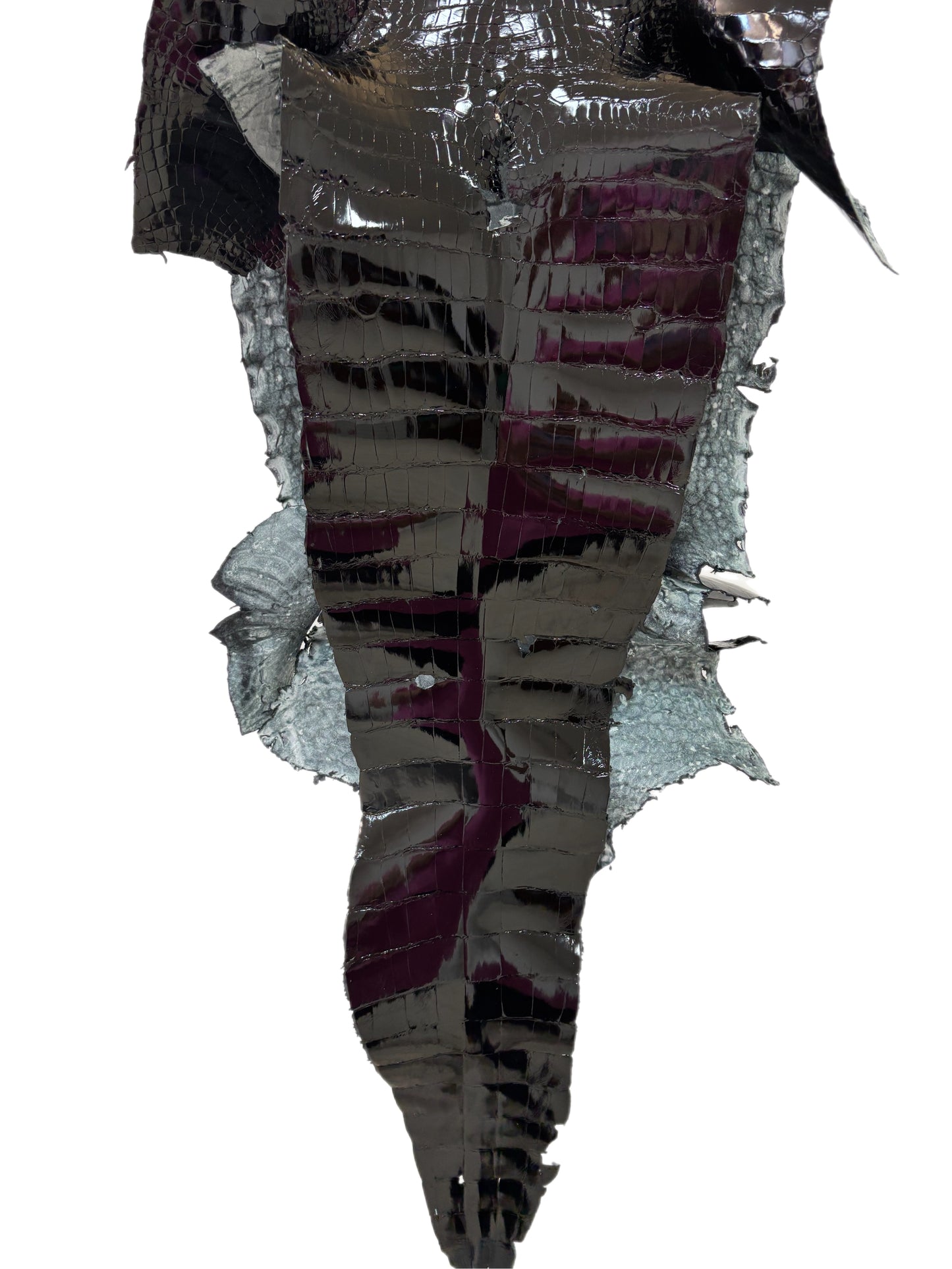36 cm Grade 3/4 Black Glazed Wild American Alligator Leather - Tag: FL10-0033746
