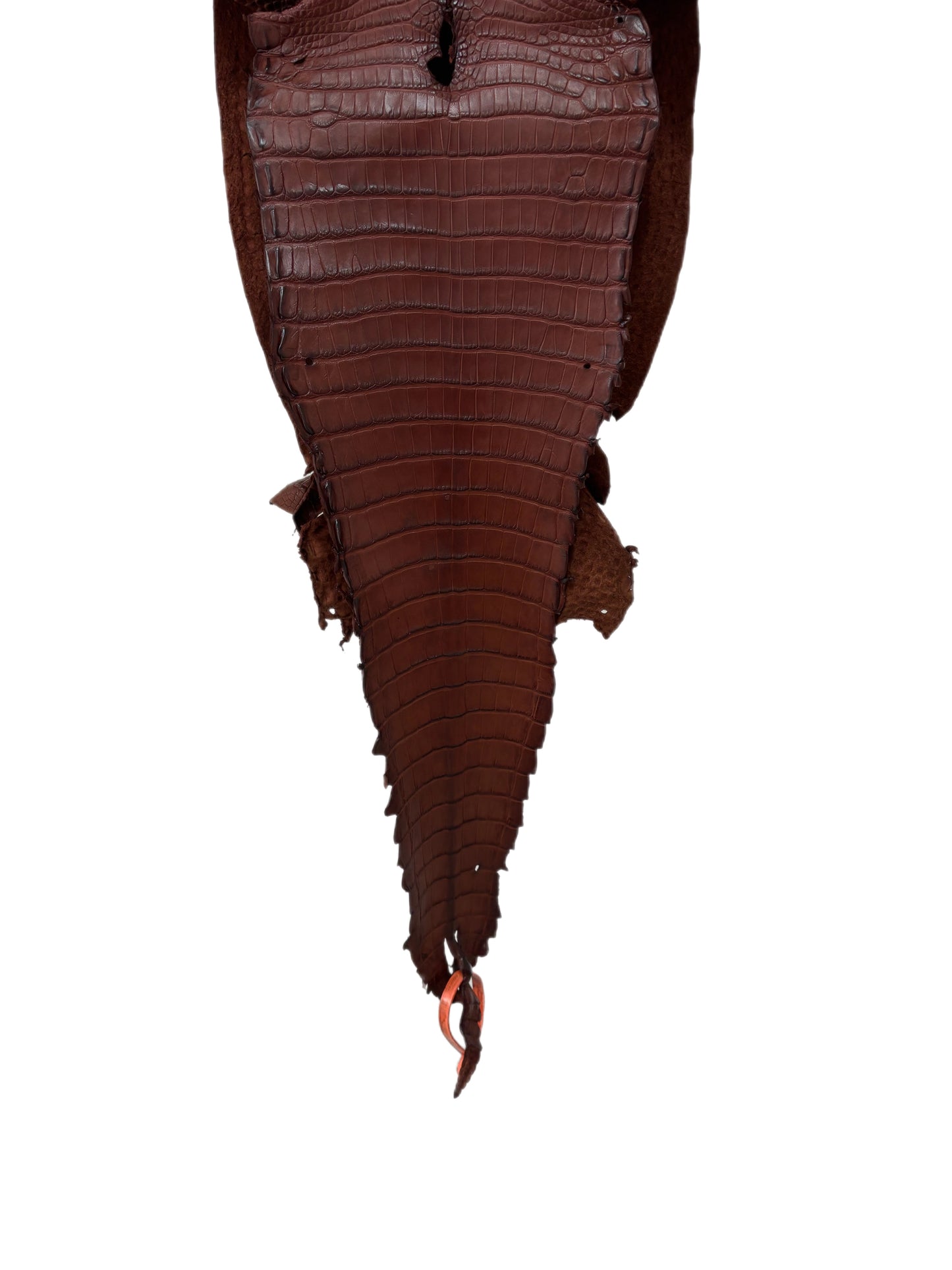 26 cm Grade 2/3 Italian Gold Matte Farm-Raised American Alligator Leather - Tag: FL21-0024035