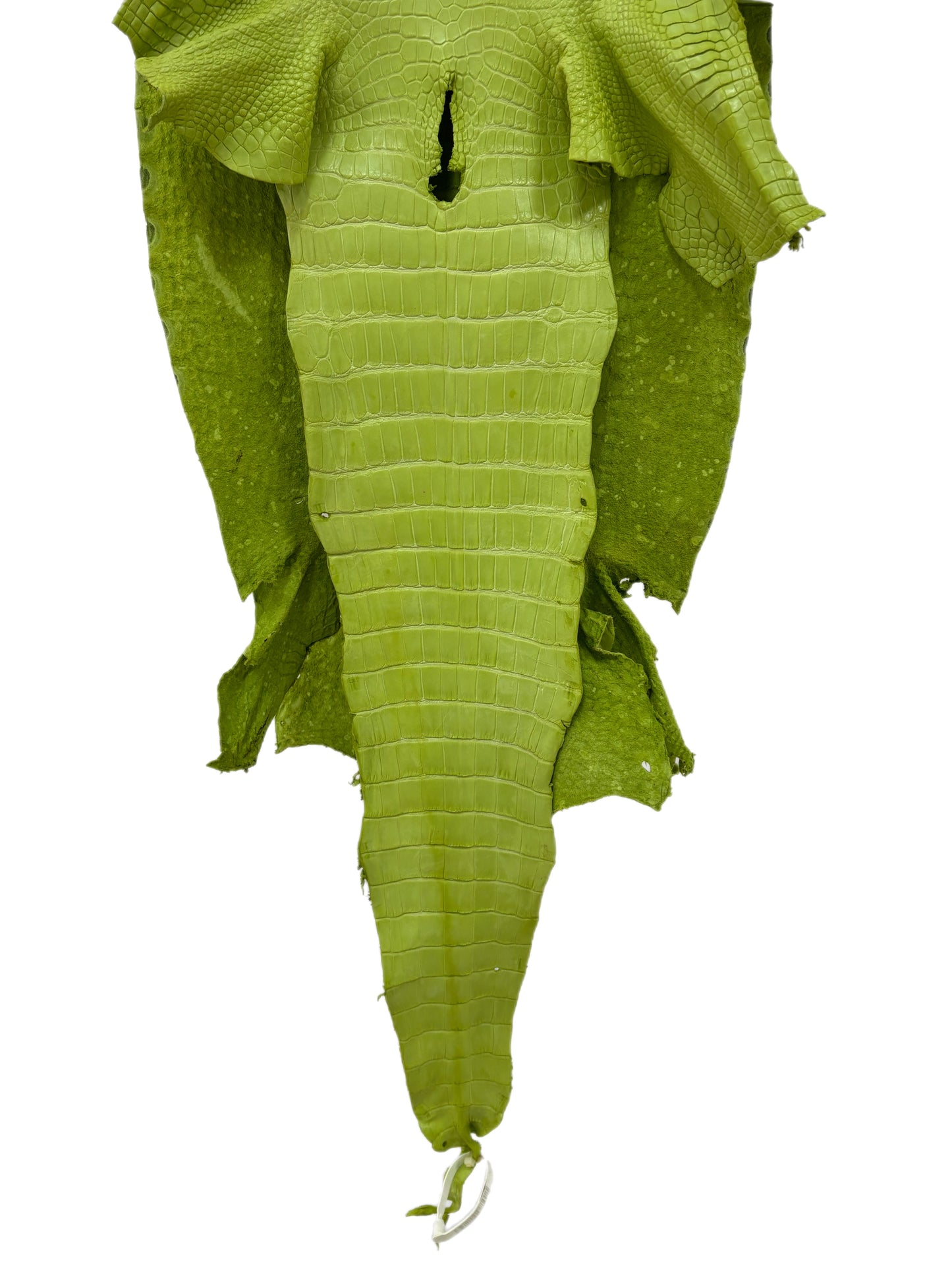 43 cm Grade 3/4 Chartreuse Matte Wild American Alligator Leather - Tag: LA23-0033896