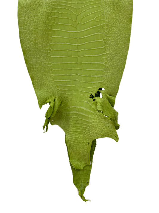 43 cm Grade 3/4 Chartreuse Matte Wild American Alligator Leather - Tag: LA23-0033896