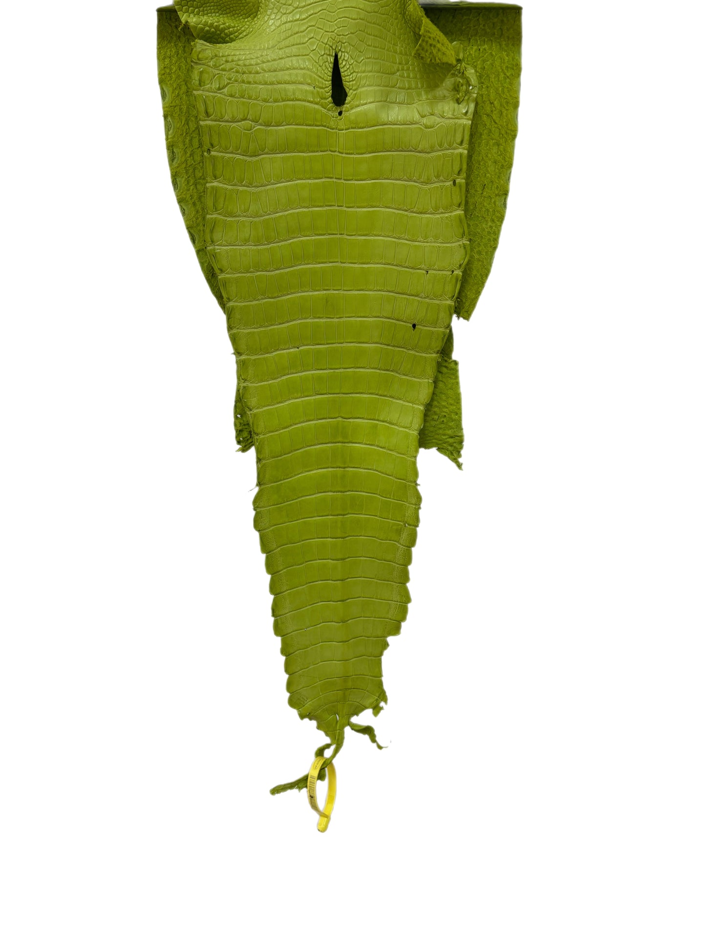 28 cm Grade 3/4 Chartreuse Matte Farm-Raised American Alligator Leather - Tag: FL22-0030146