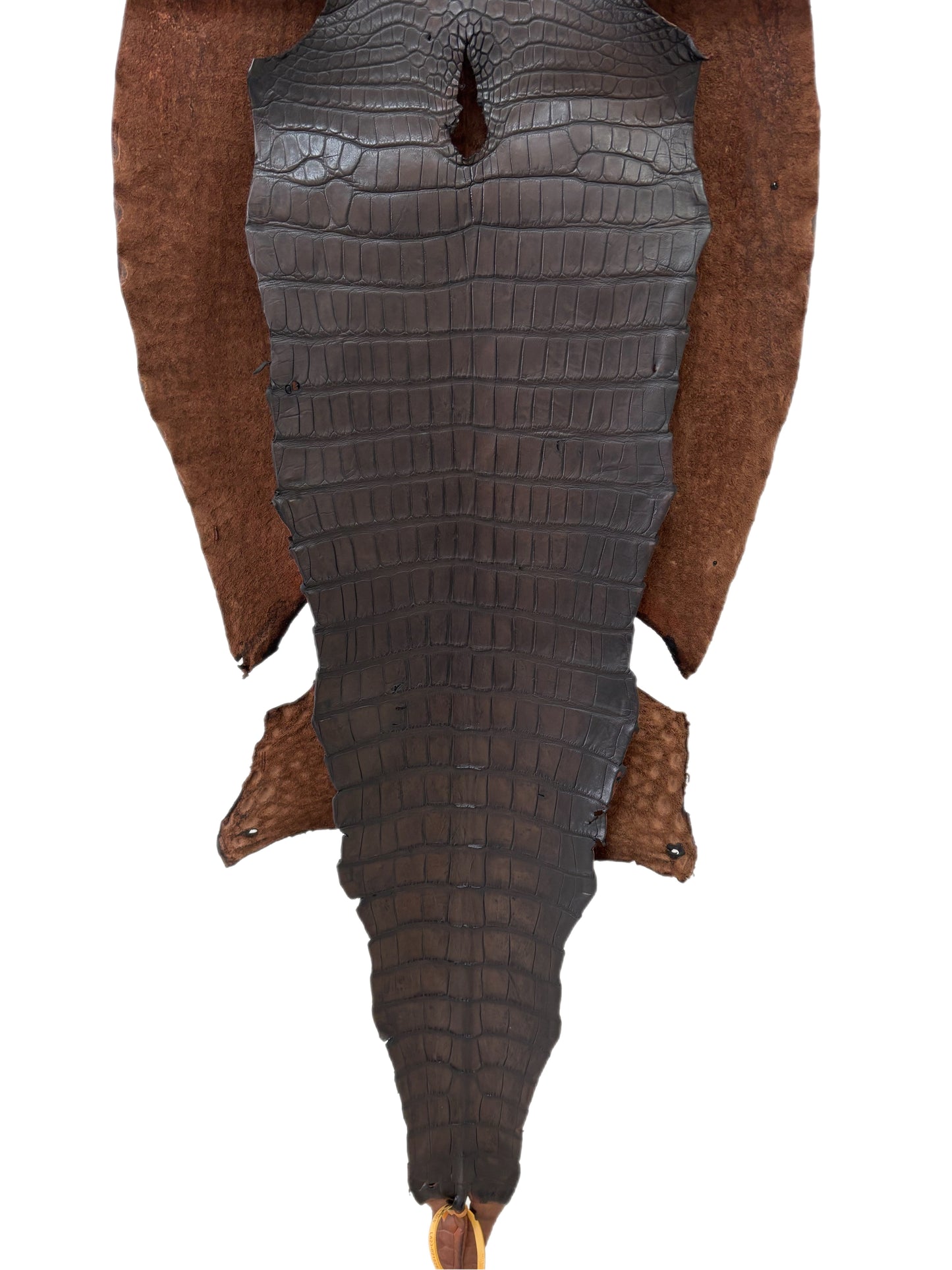 48 cm Grade 3/4 Whiskey Antique Matte Wild American Alligator Leather - Tag: LA23-0021529