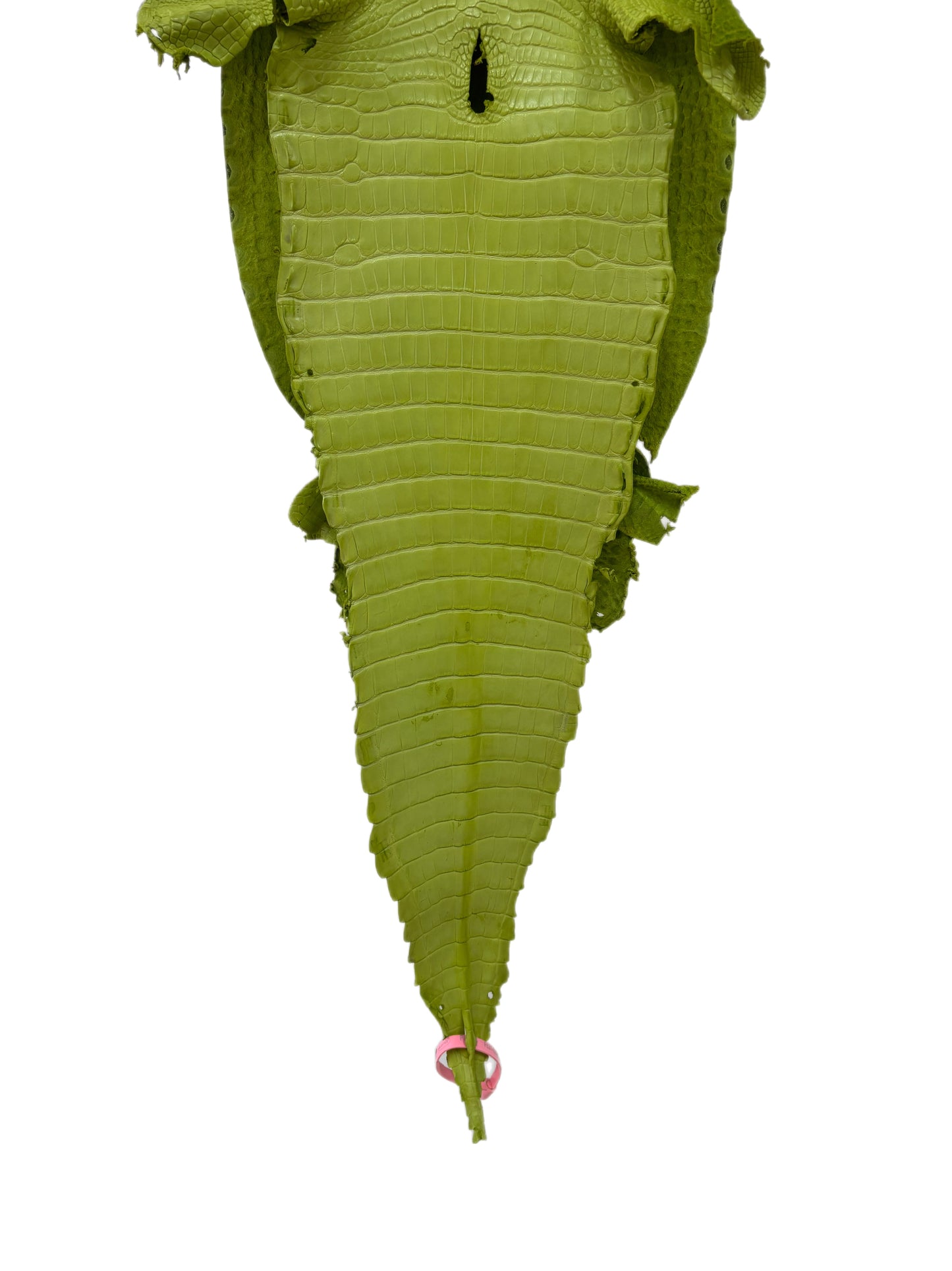 29 cm Grade 1/2 Chartreuse Matte Farm-Raised American Alligator Leather - Tag: FL21-0024002