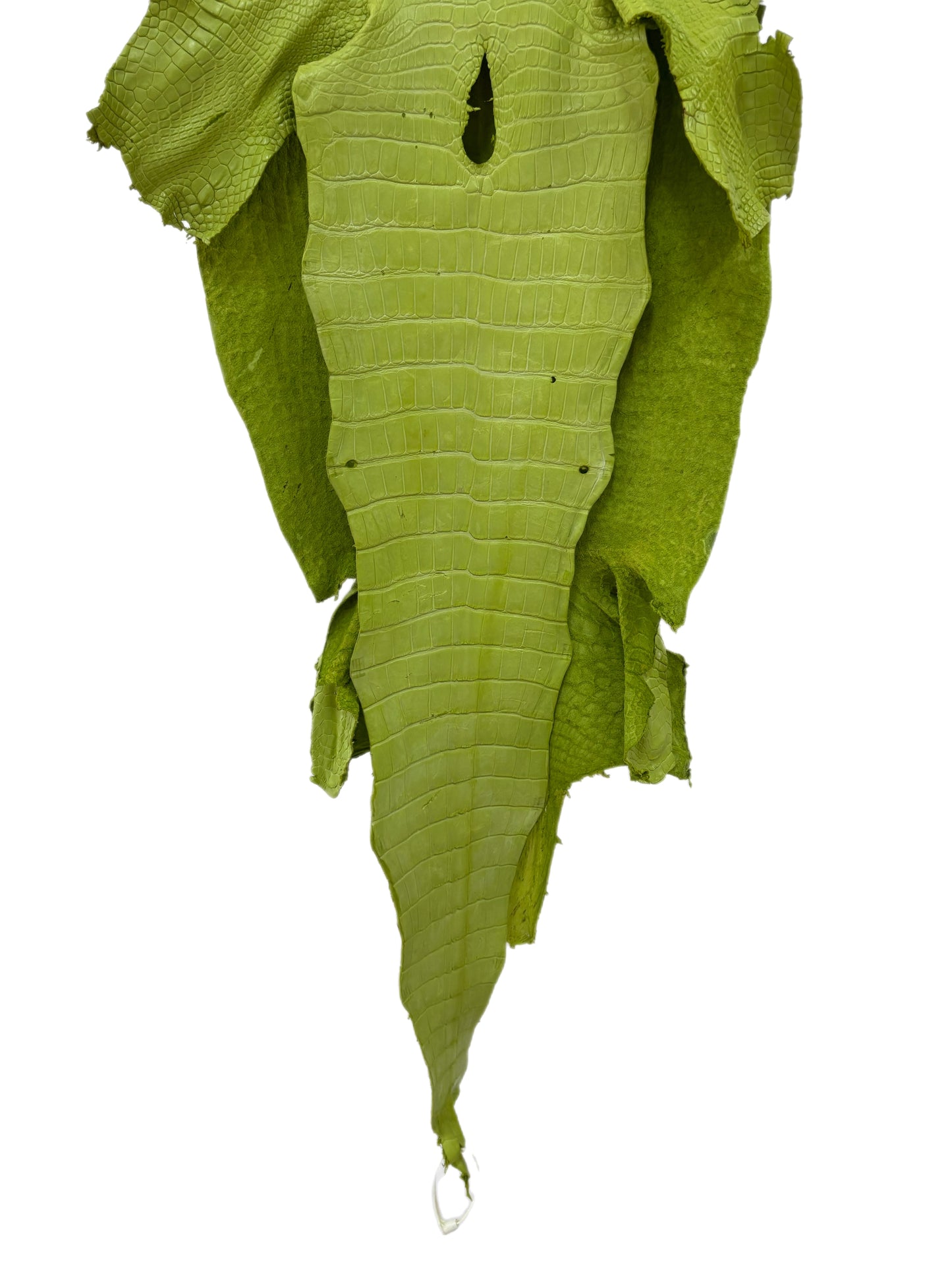 42 cm Grade 3/4 Chartreuse Matte Wild American Alligator Leather - Tag: LA23-0024224